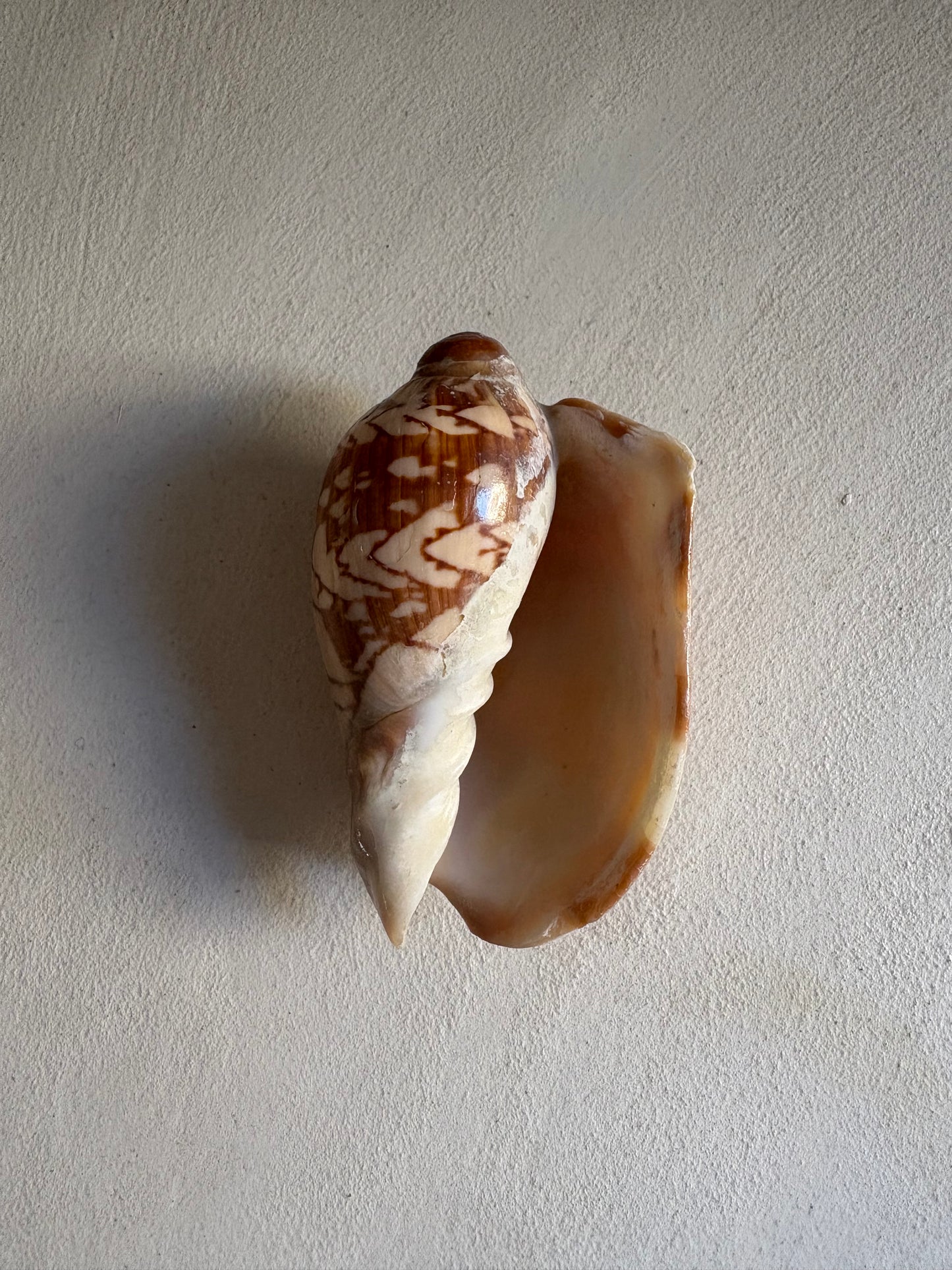 Cymbiola Nobilis ou Voluta Noble.