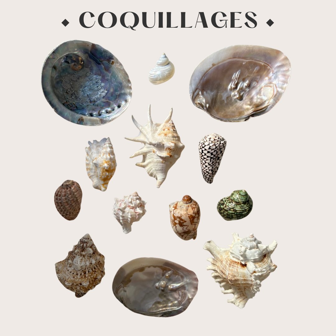 Coquillages