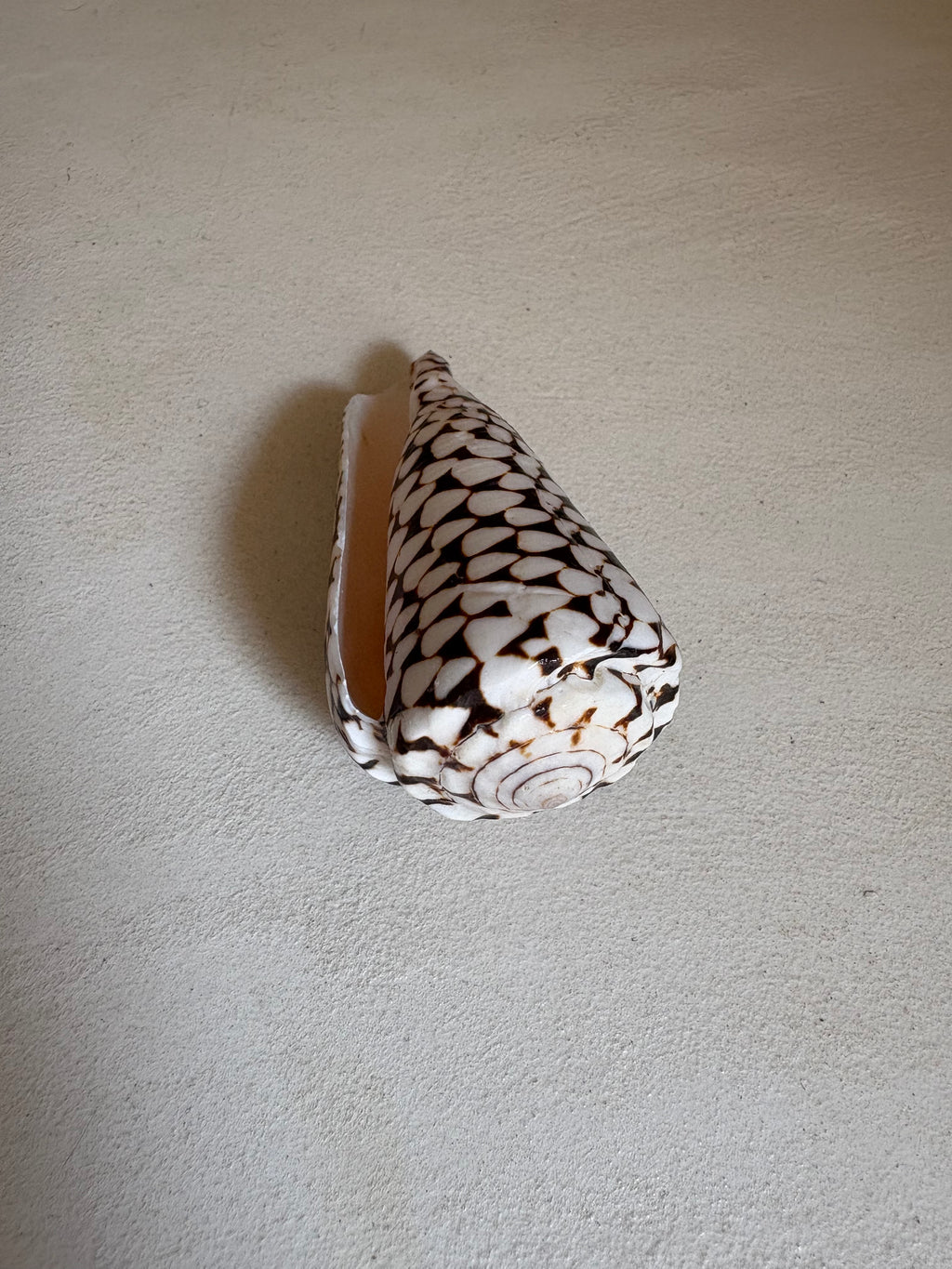 Conus - Cône léopard