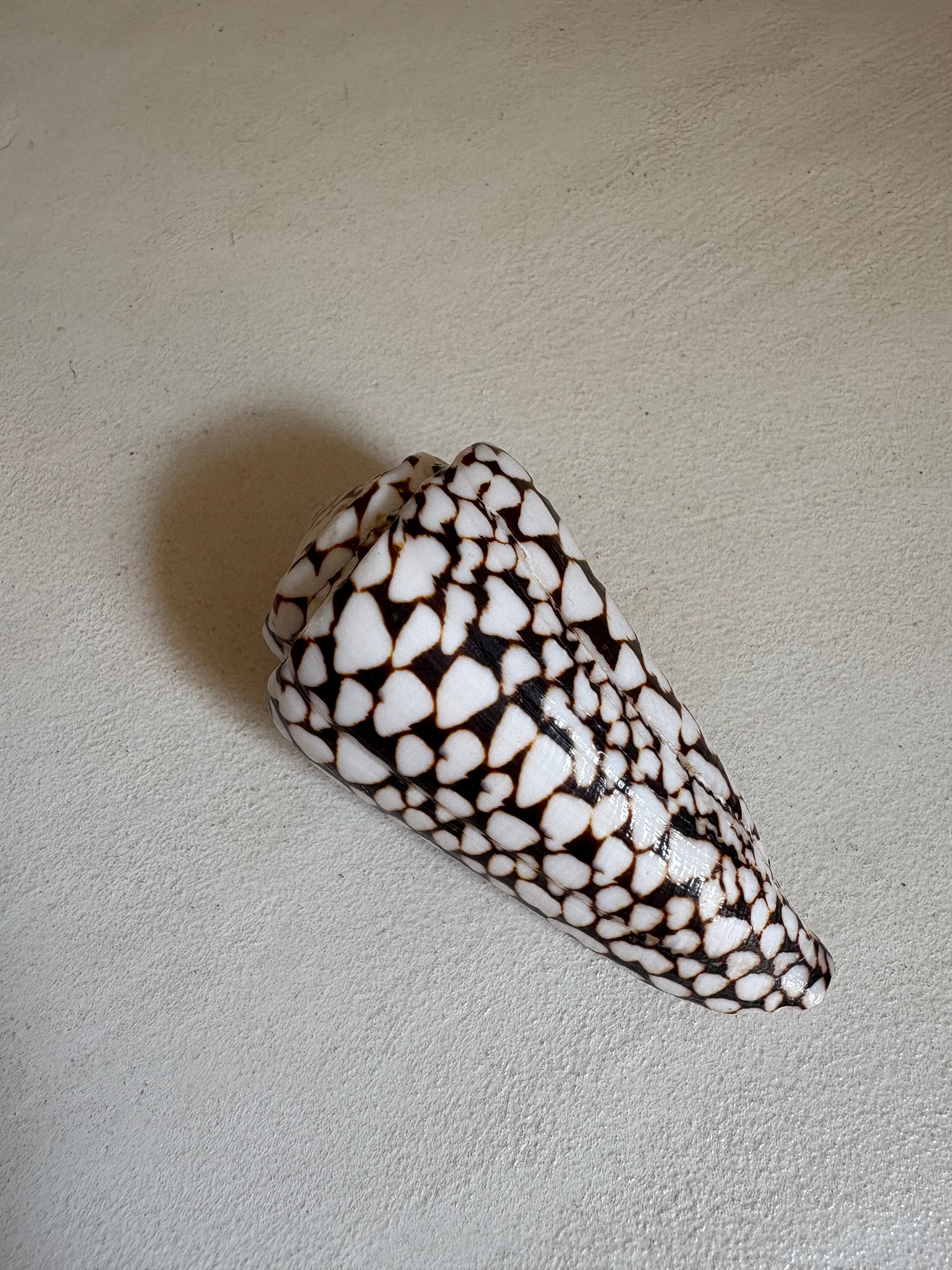 Conus - Cône léopard