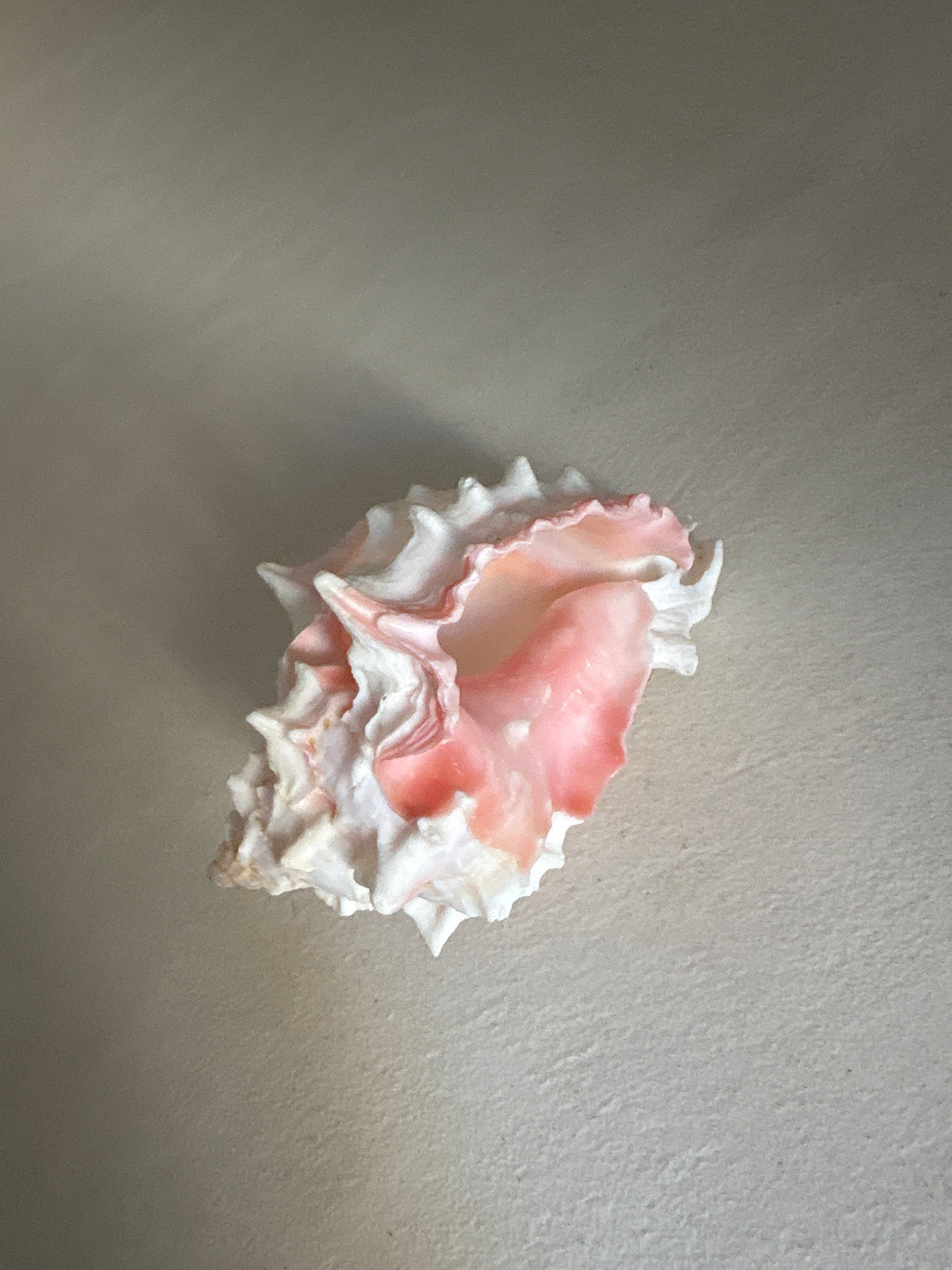 Petite Conque rose (Strombus gigas juvénile)