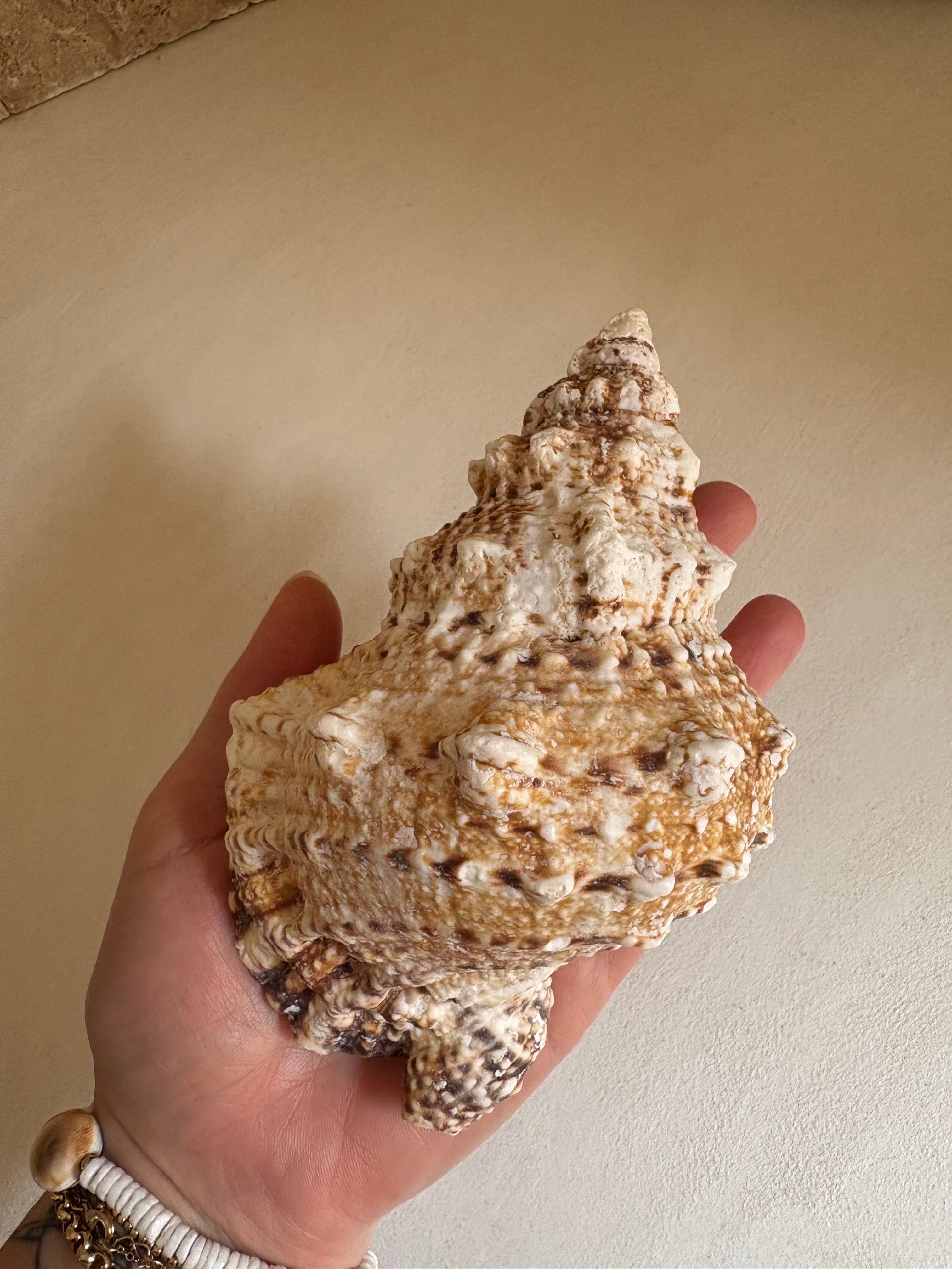 Cassis (Cassis cornuta)