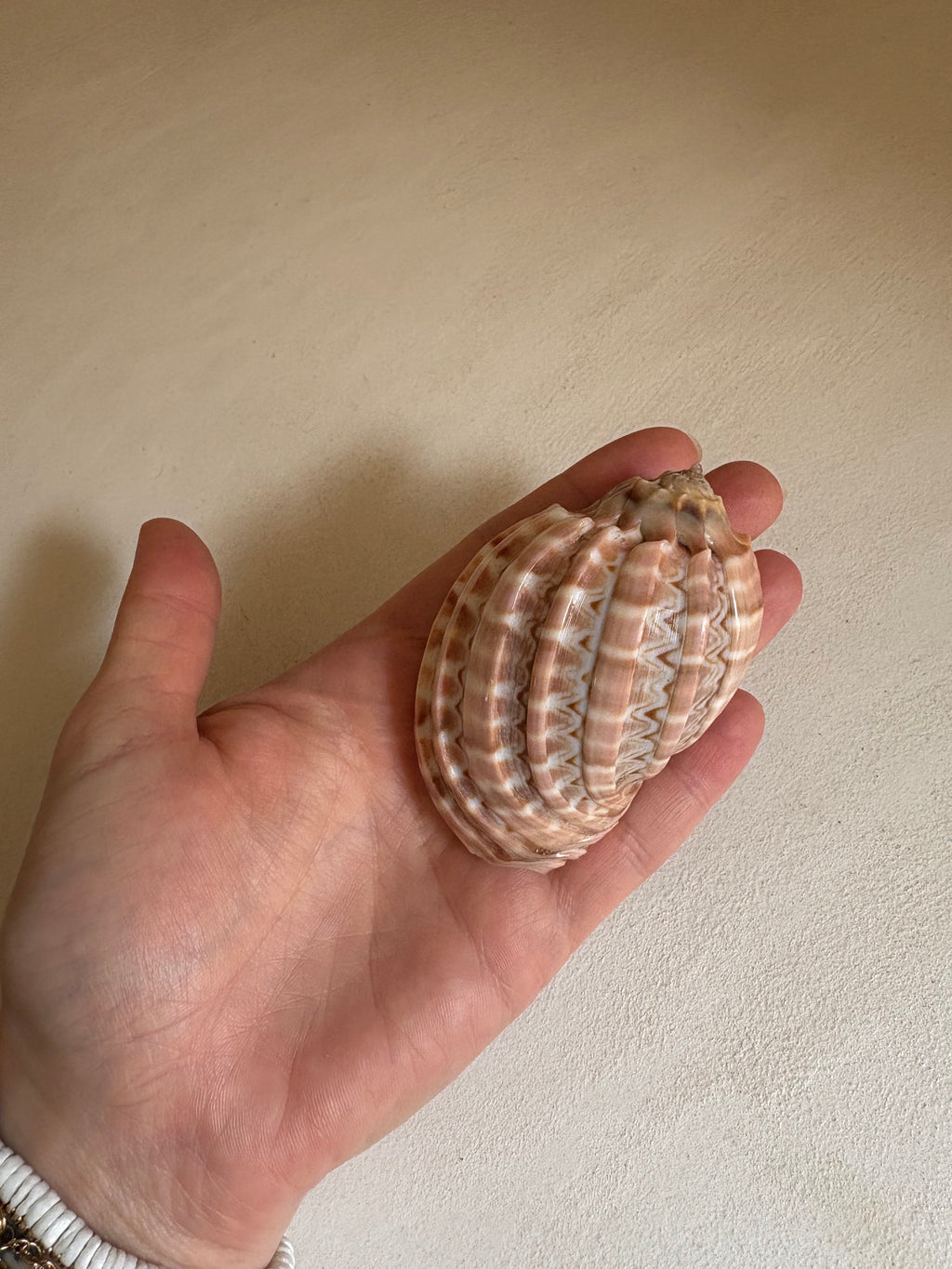 Cymbiola Nobilis ou Voluta Noble.