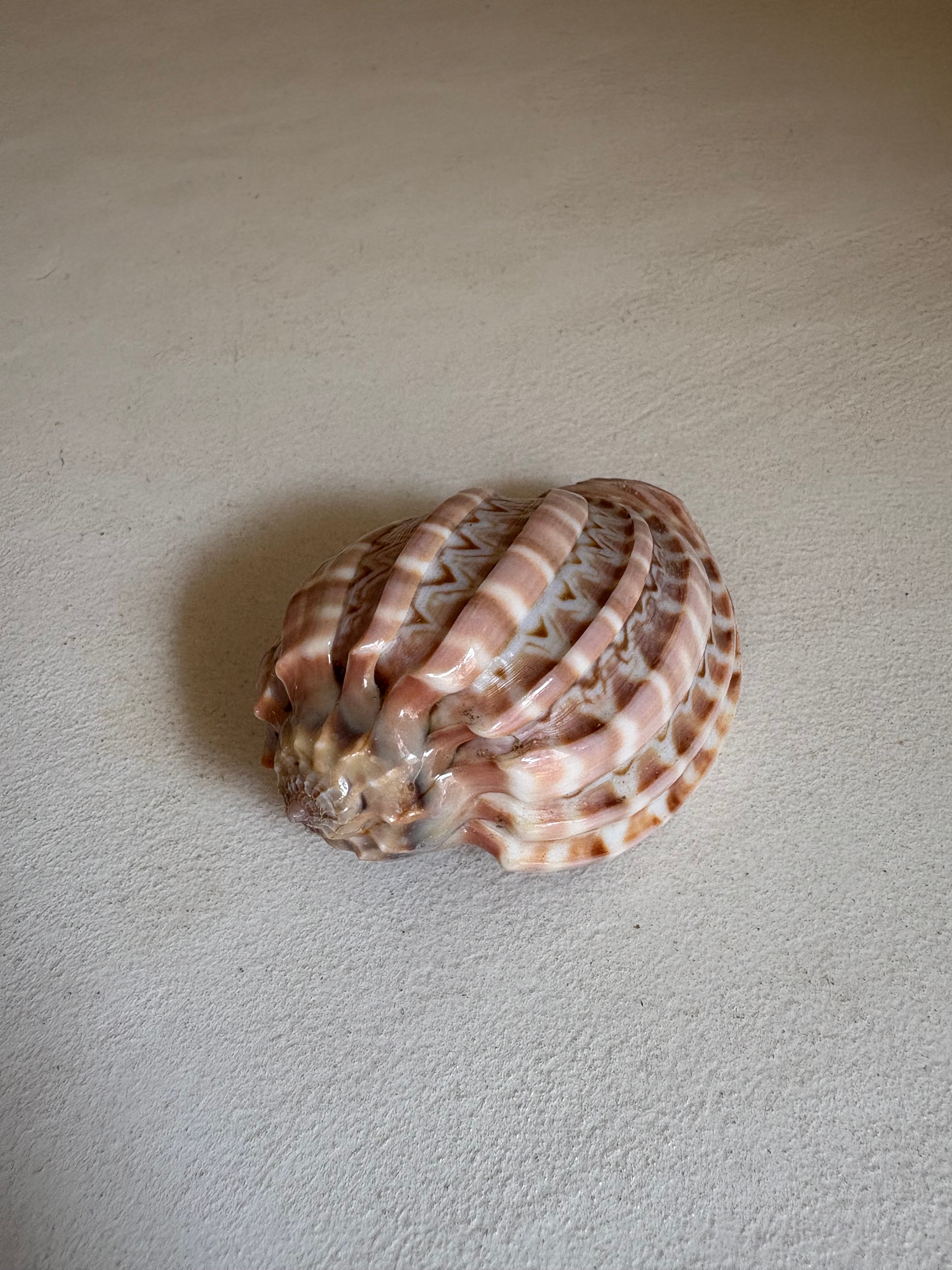 Cymbiola Nobilis ou Voluta Noble.