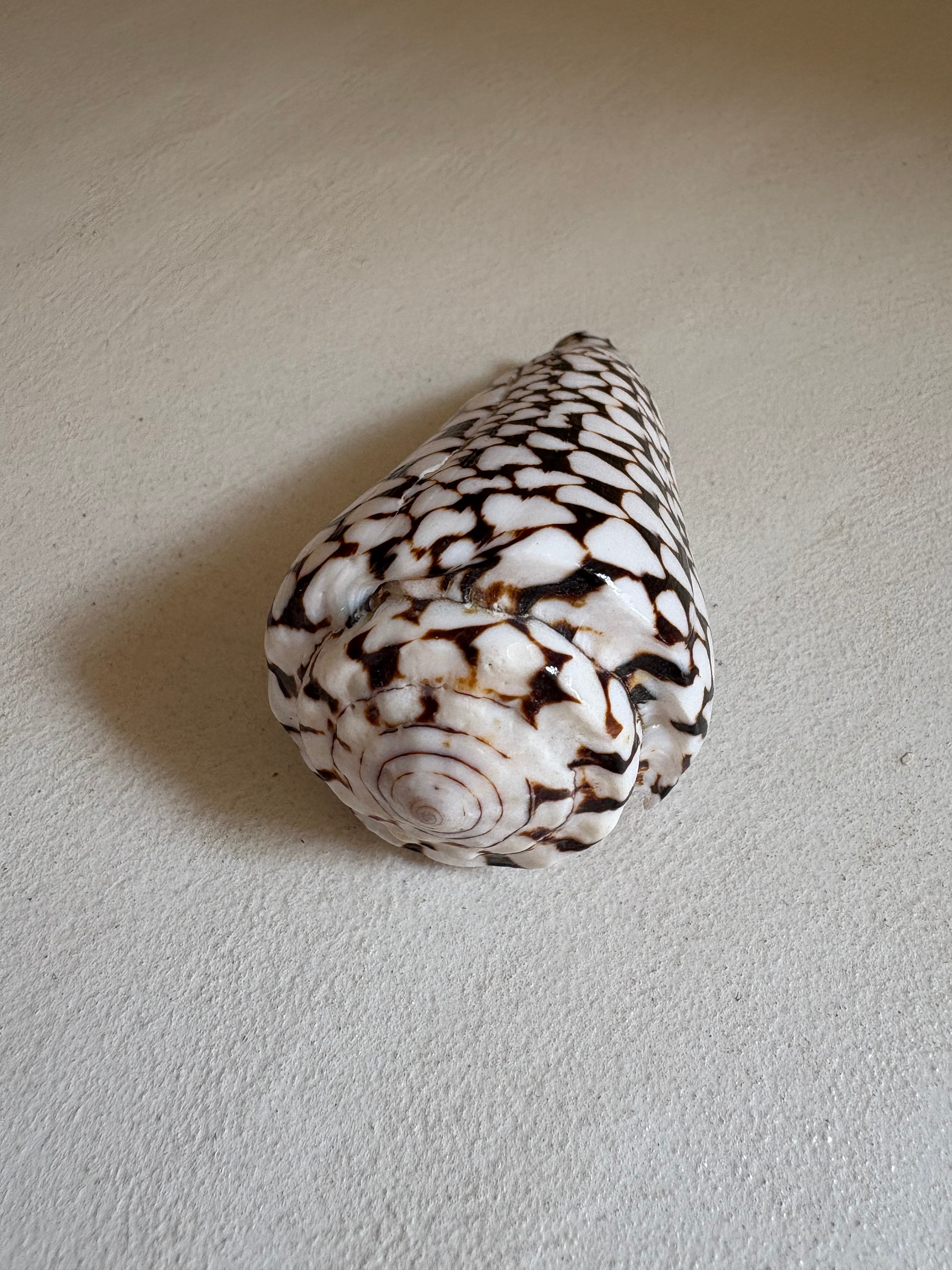 Conus - Cône léopard