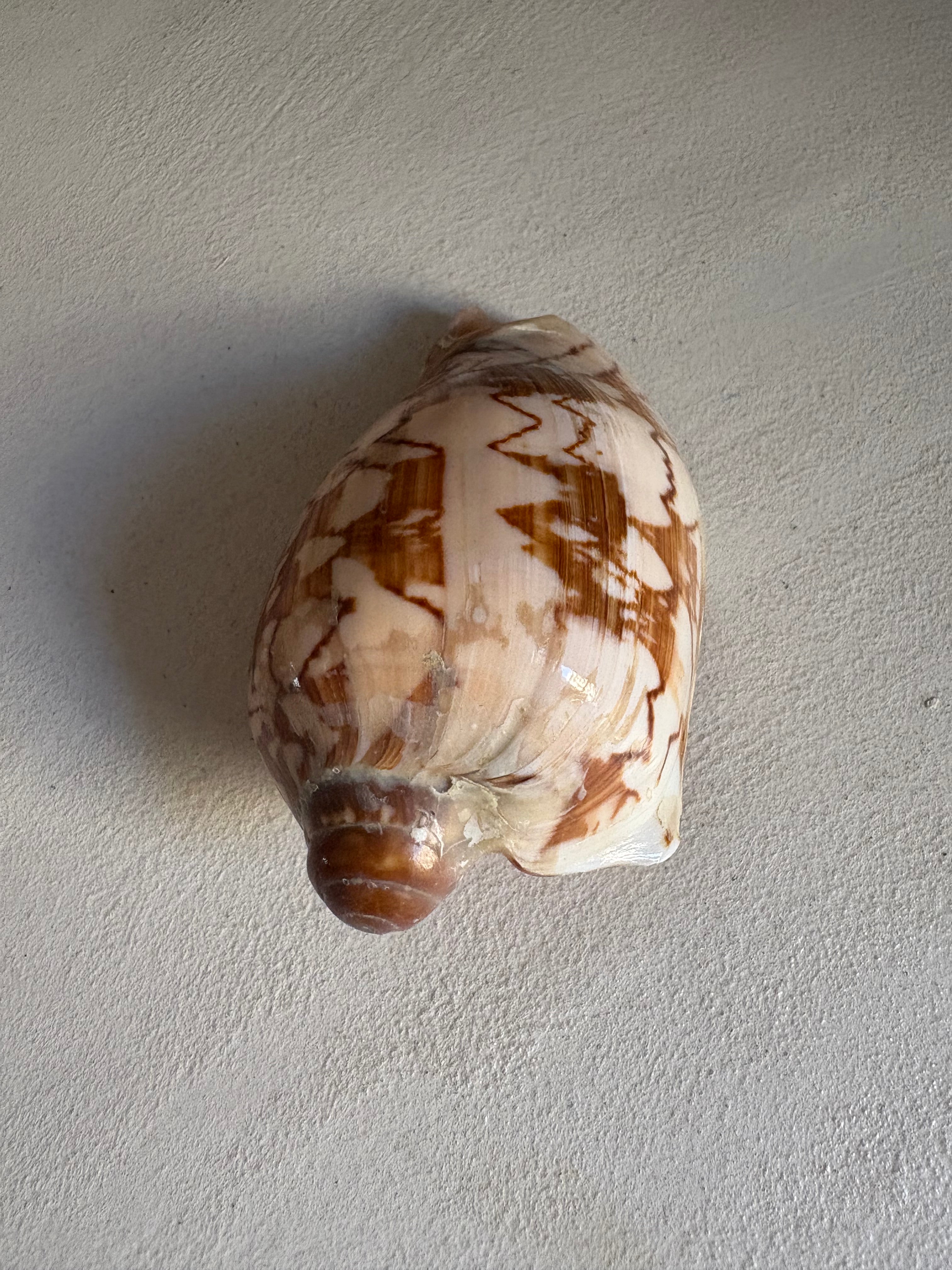 Cymbiola Nobilis ou Voluta Noble.