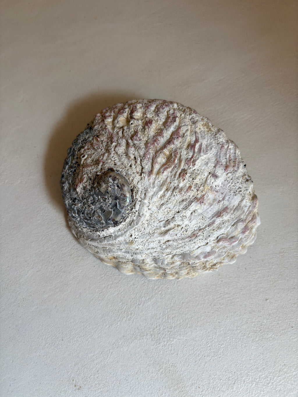 Coquille d’Ormeau Haliotidé