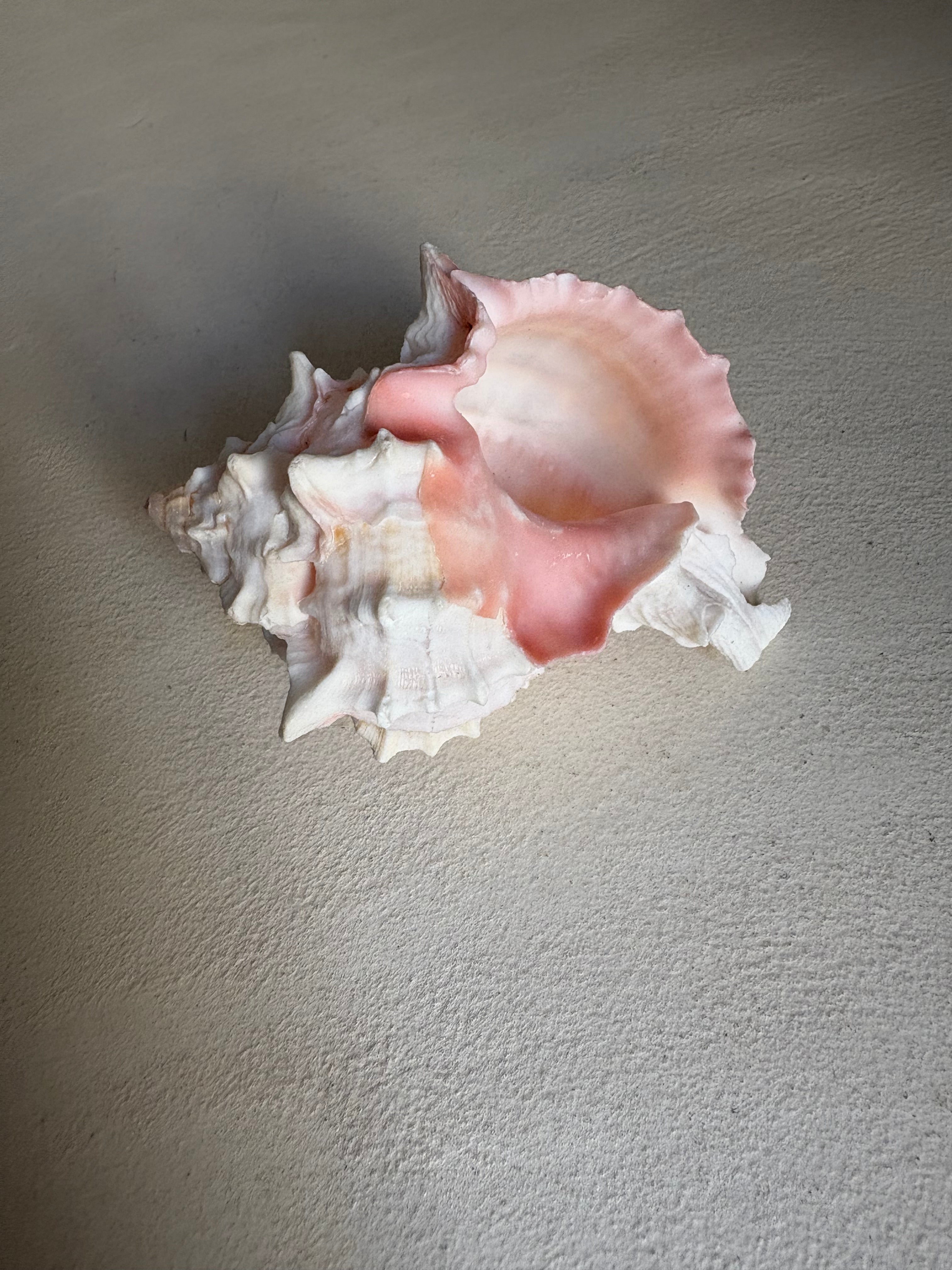 Petite Conque rose (Strombus gigas juvénile)