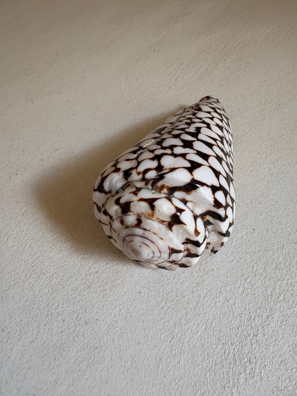 Conus - Cône léopard