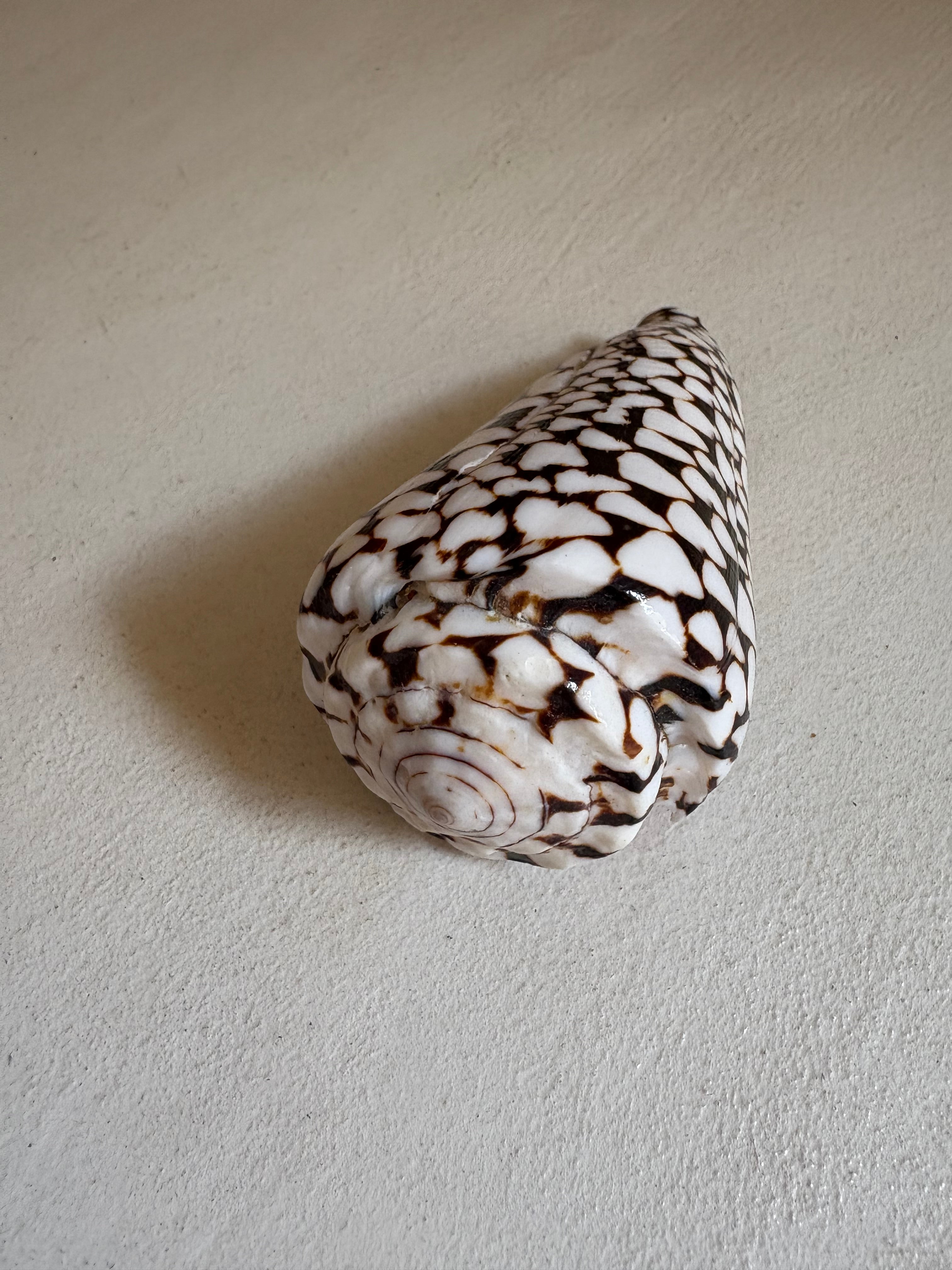 Conus - Cône léopard