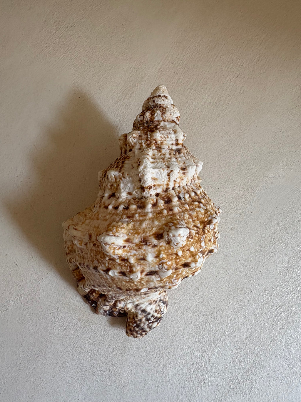 Cassis (Cassis cornuta)