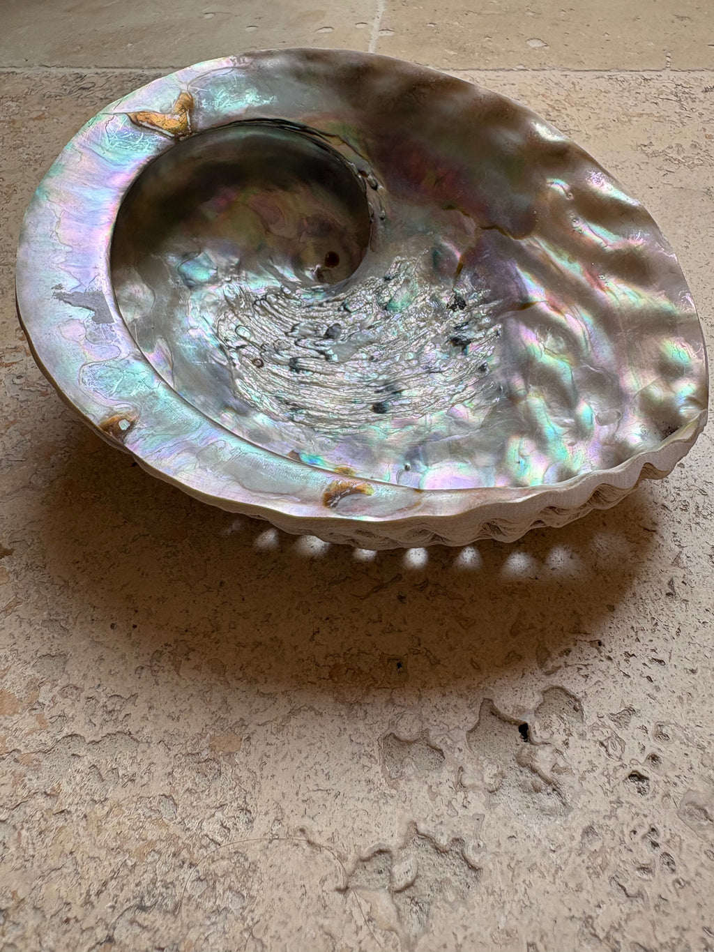 Coquille d’Ormeau Haliotidé