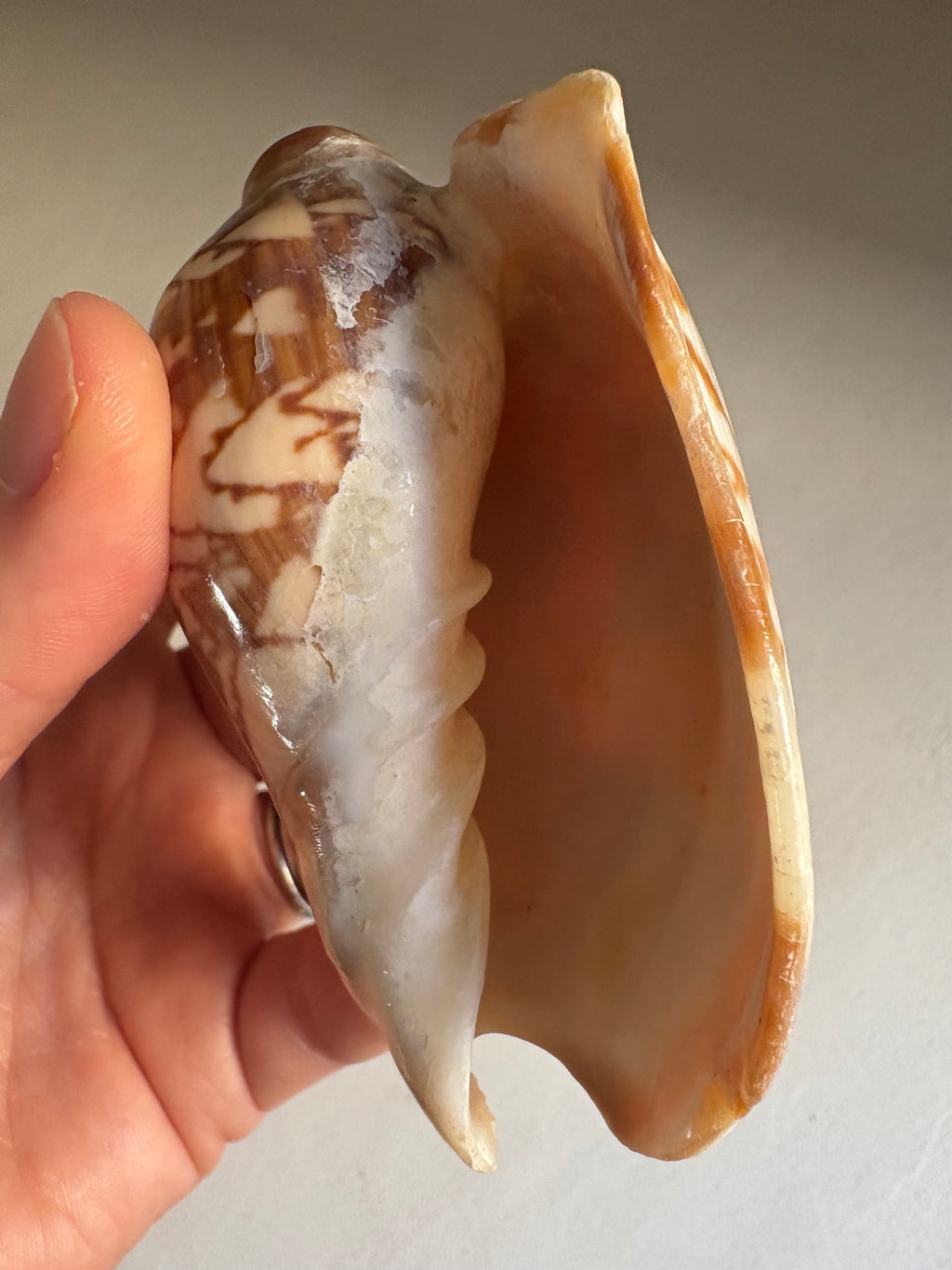 Cymbiola Nobilis ou Voluta Noble.