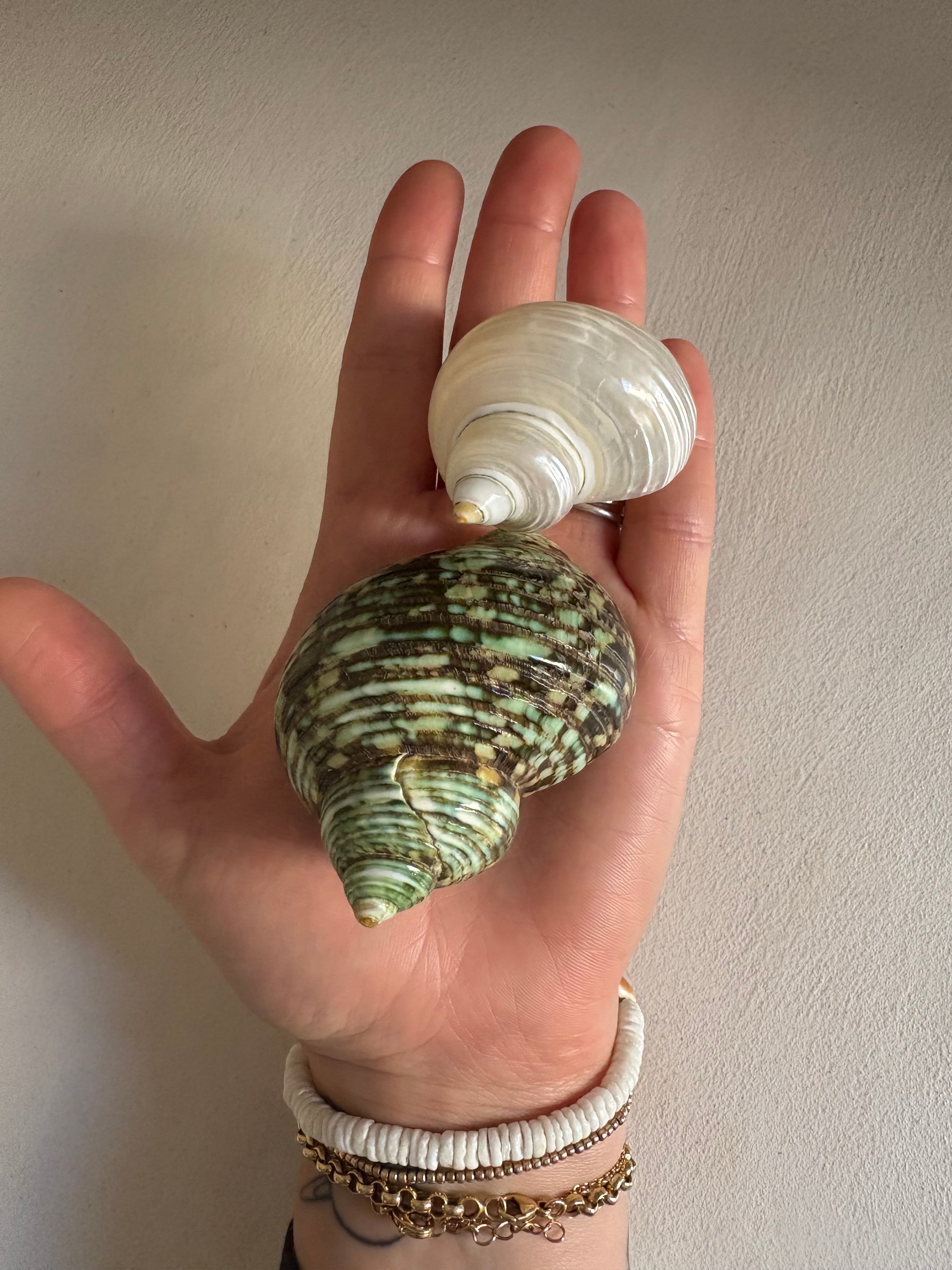 Troque nacré (beige clair) S ou M