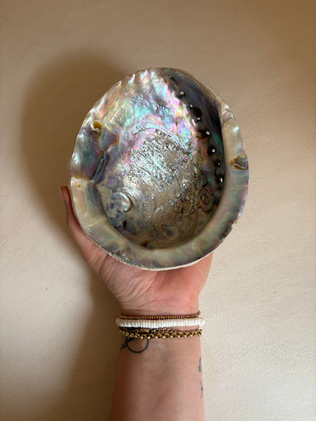 Coquille d’Ormeau Haliotidé