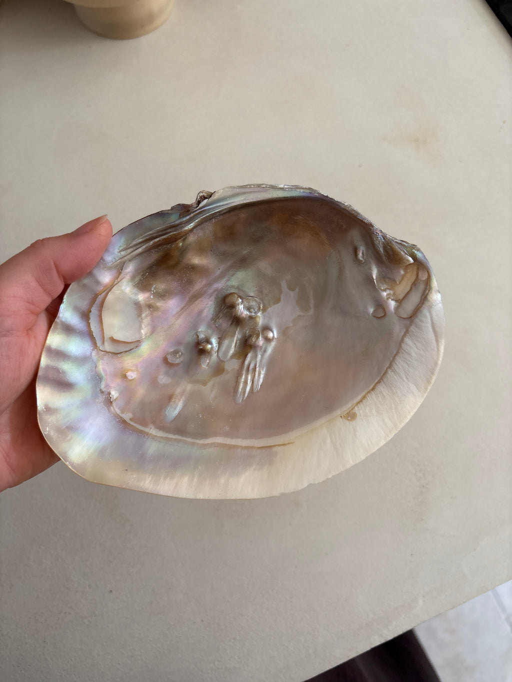 Coquille d’Ormeau Abalone