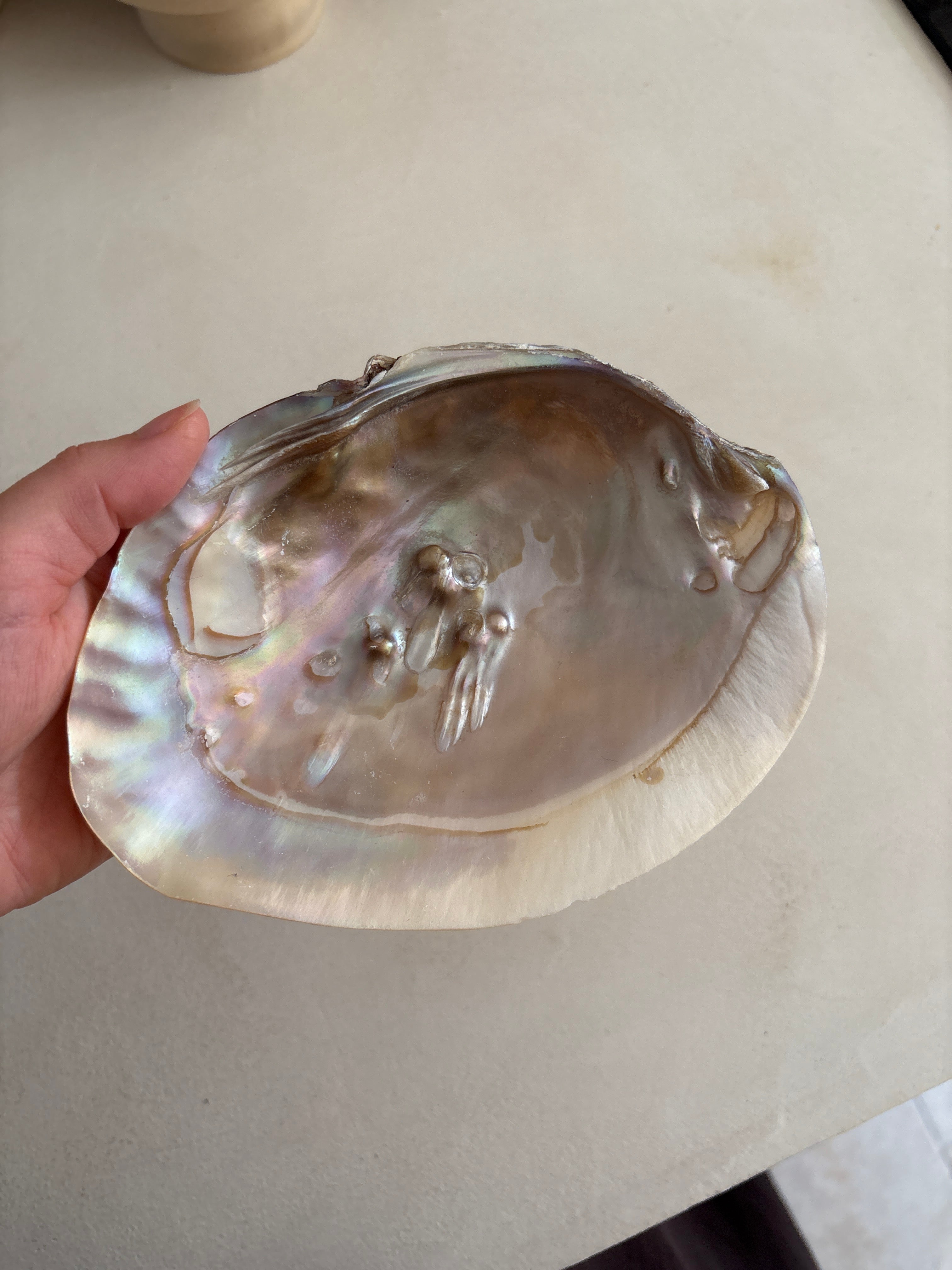 Coquille d’Ormeau Abalone