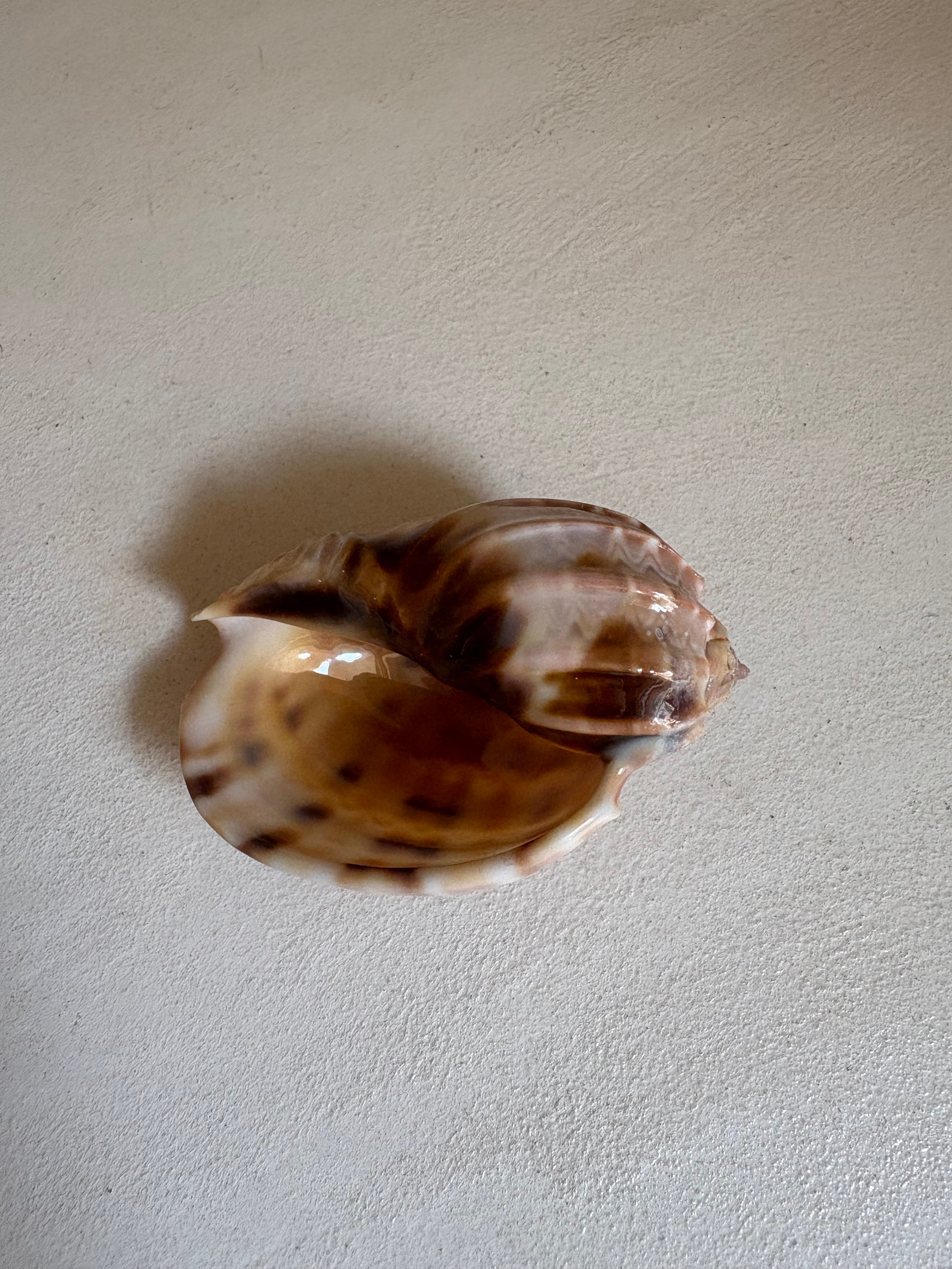 Cymbiola Nobilis ou Voluta Noble.