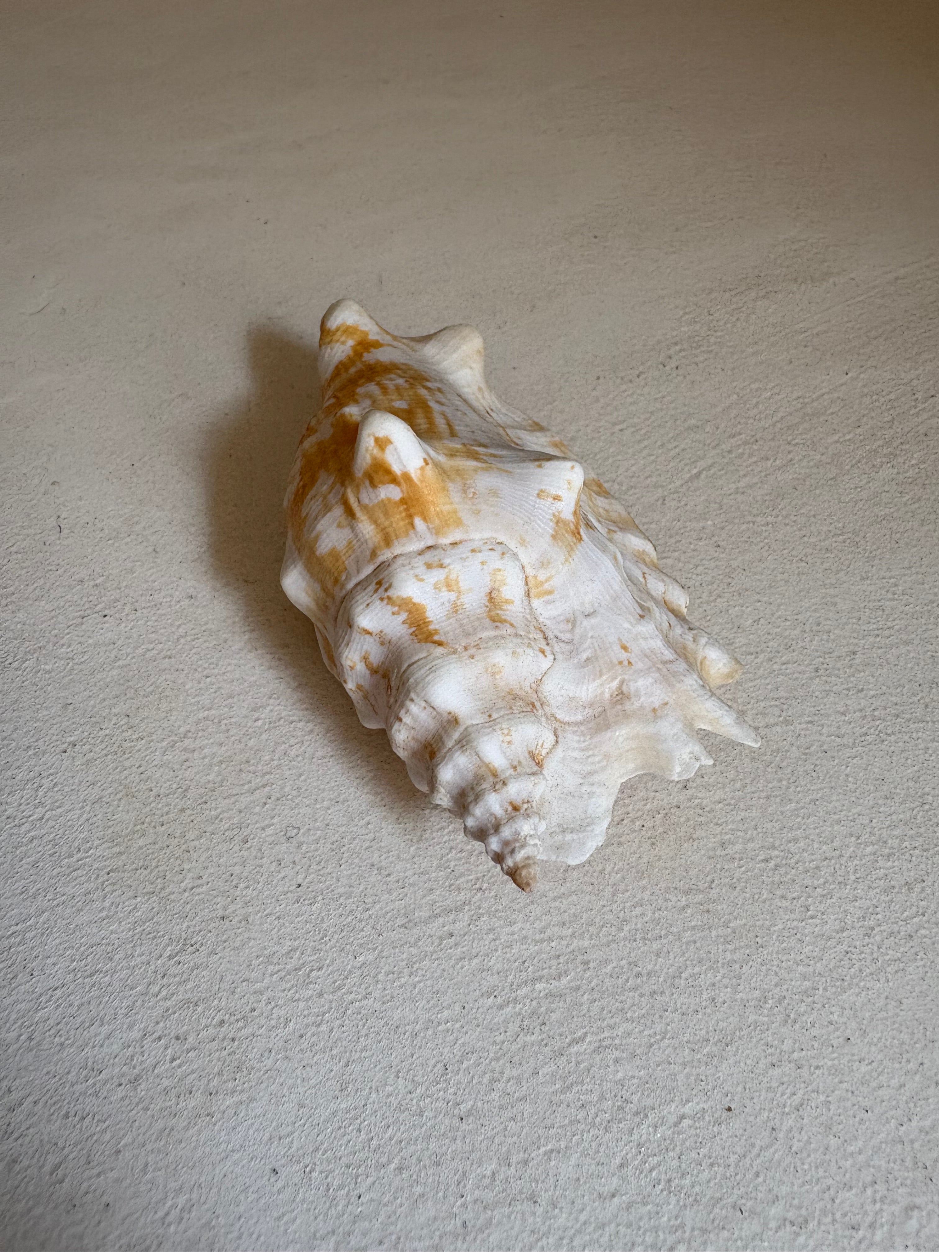 Chicoreus palmarosae (Petit Murex)