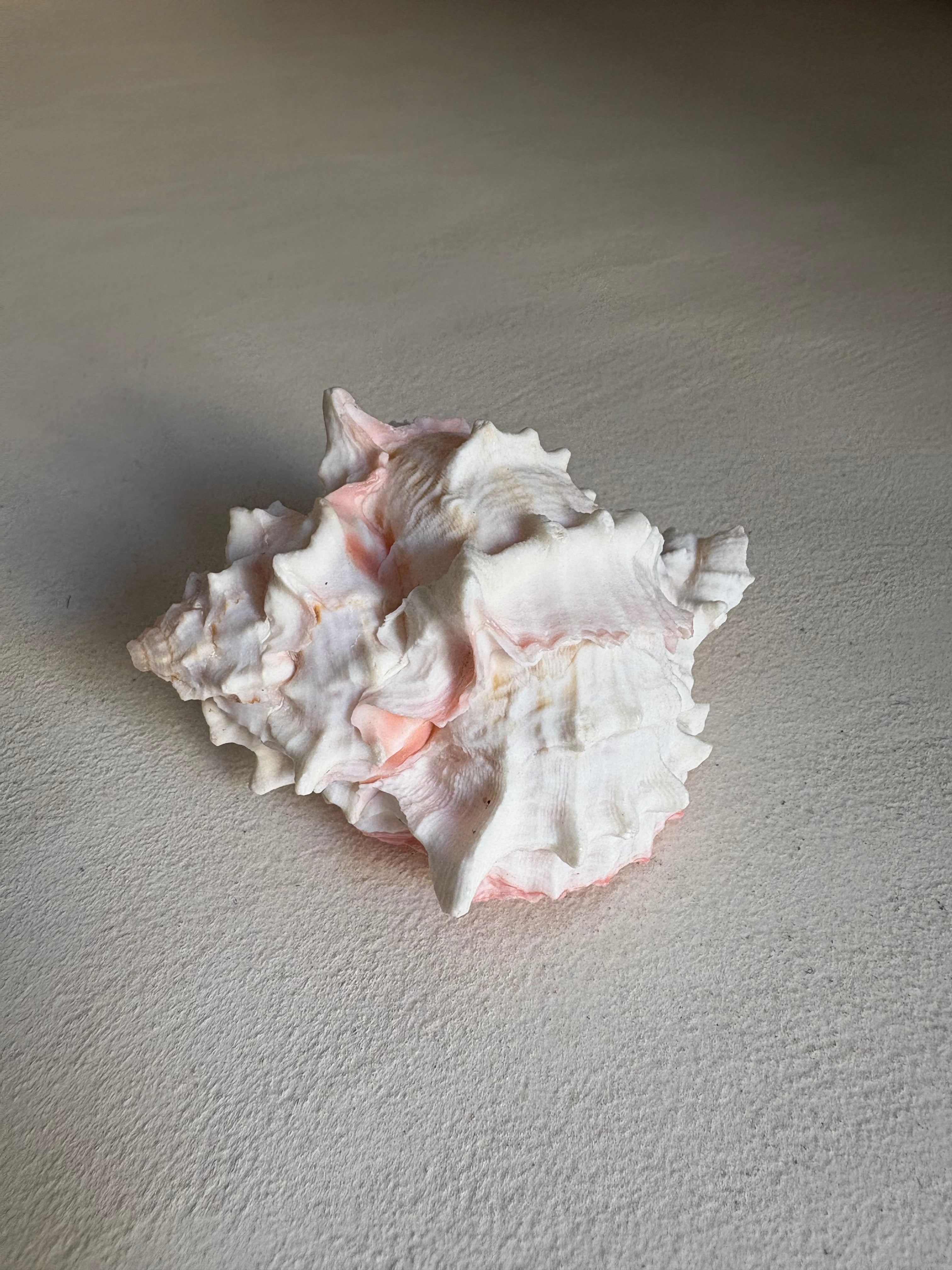 Petite Conque rose (Strombus gigas juvénile)