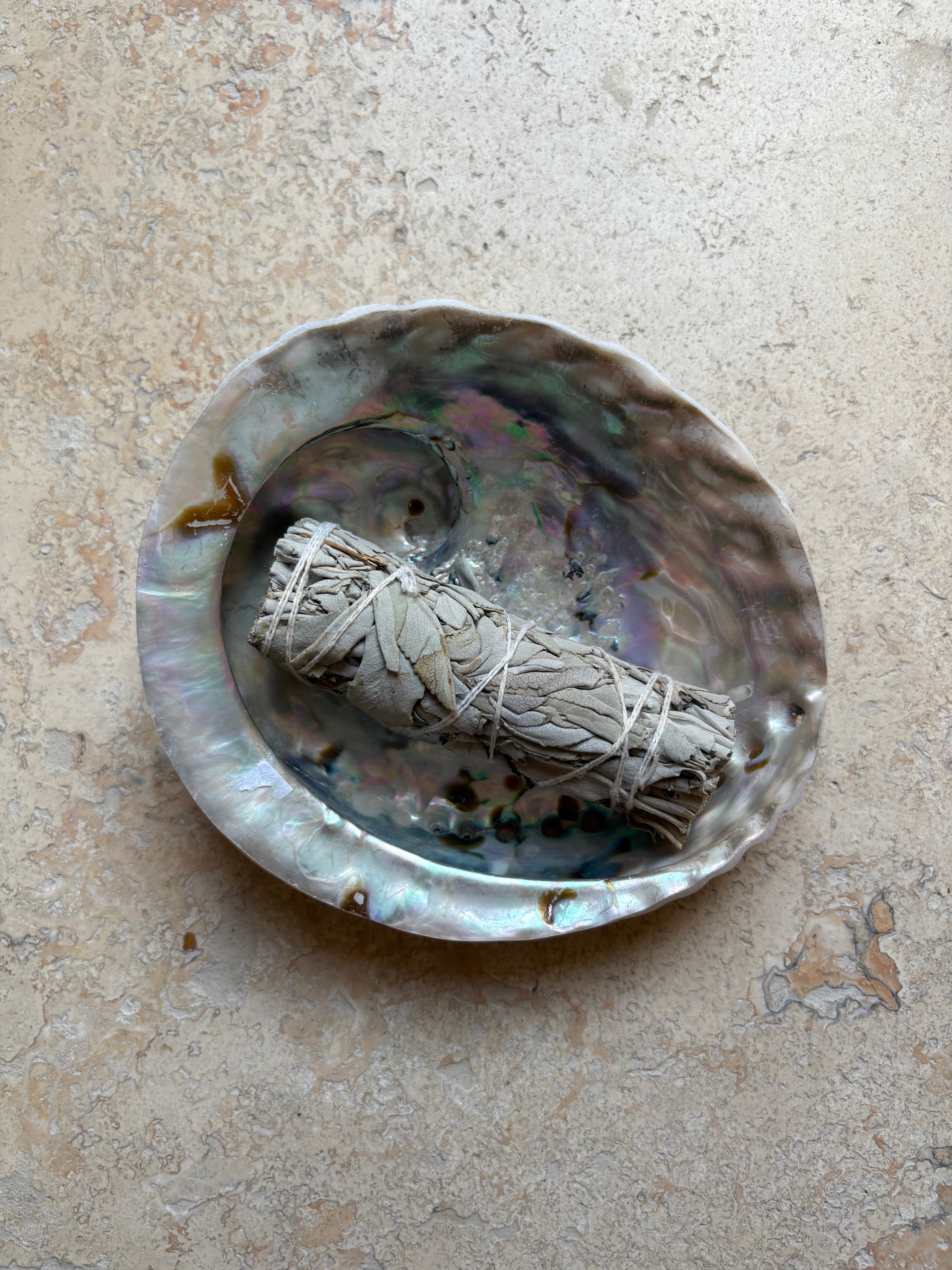 Coquille d’Ormeau Haliotidé