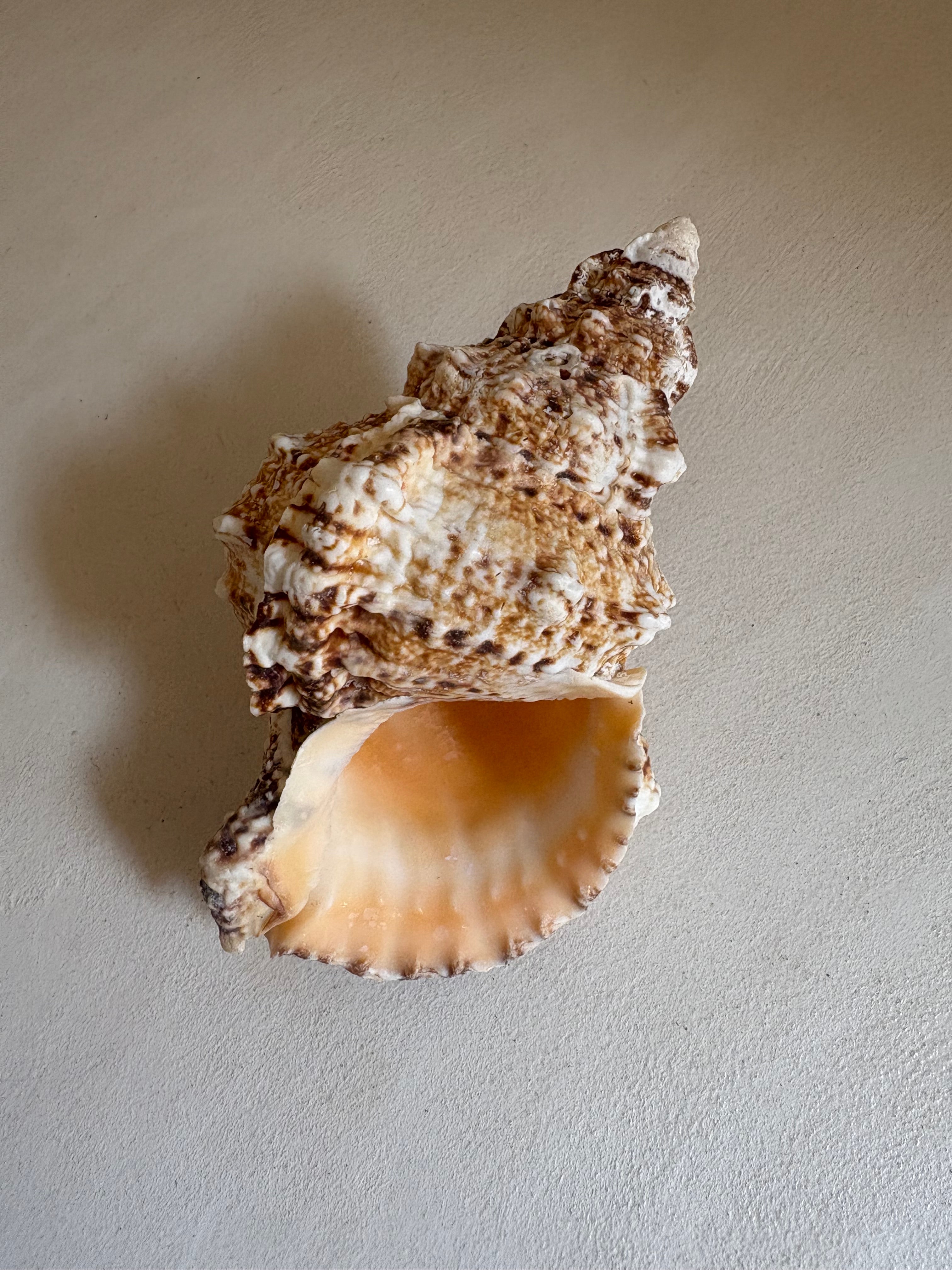 Cassis (Cassis cornuta)