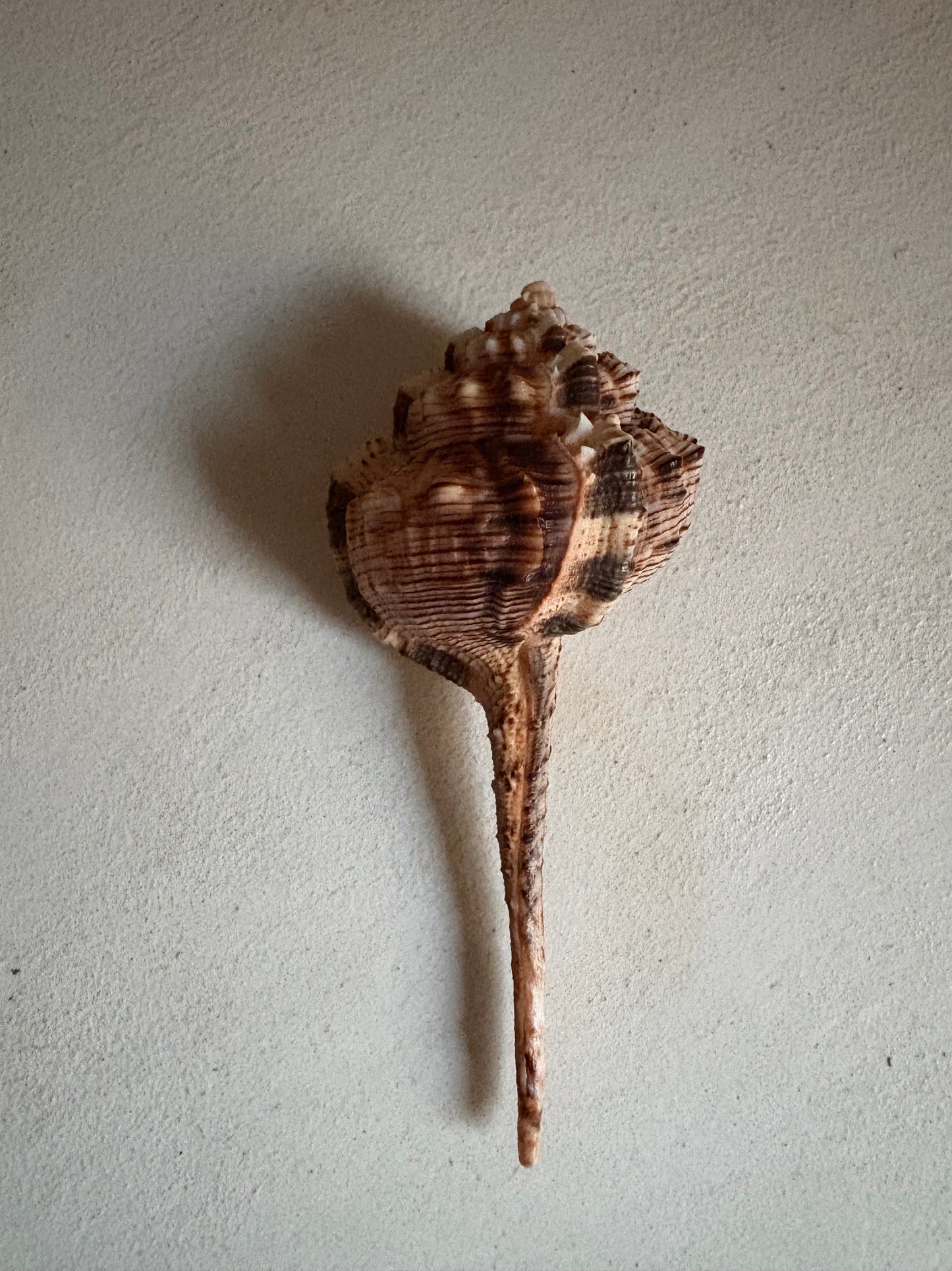 🐚 Murex Épineux – Coquillage naturel d’exception