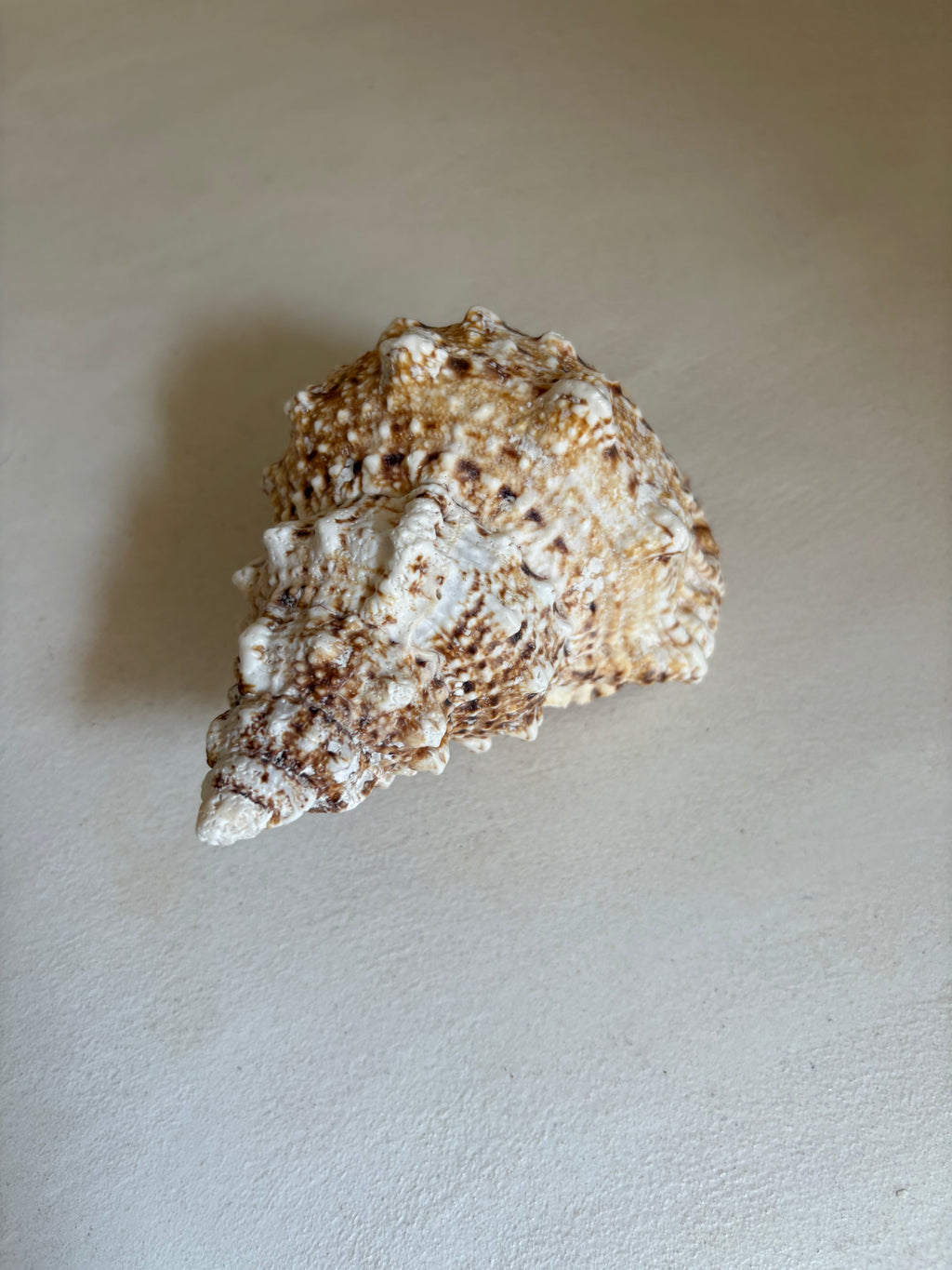 Cassis (Cassis cornuta)