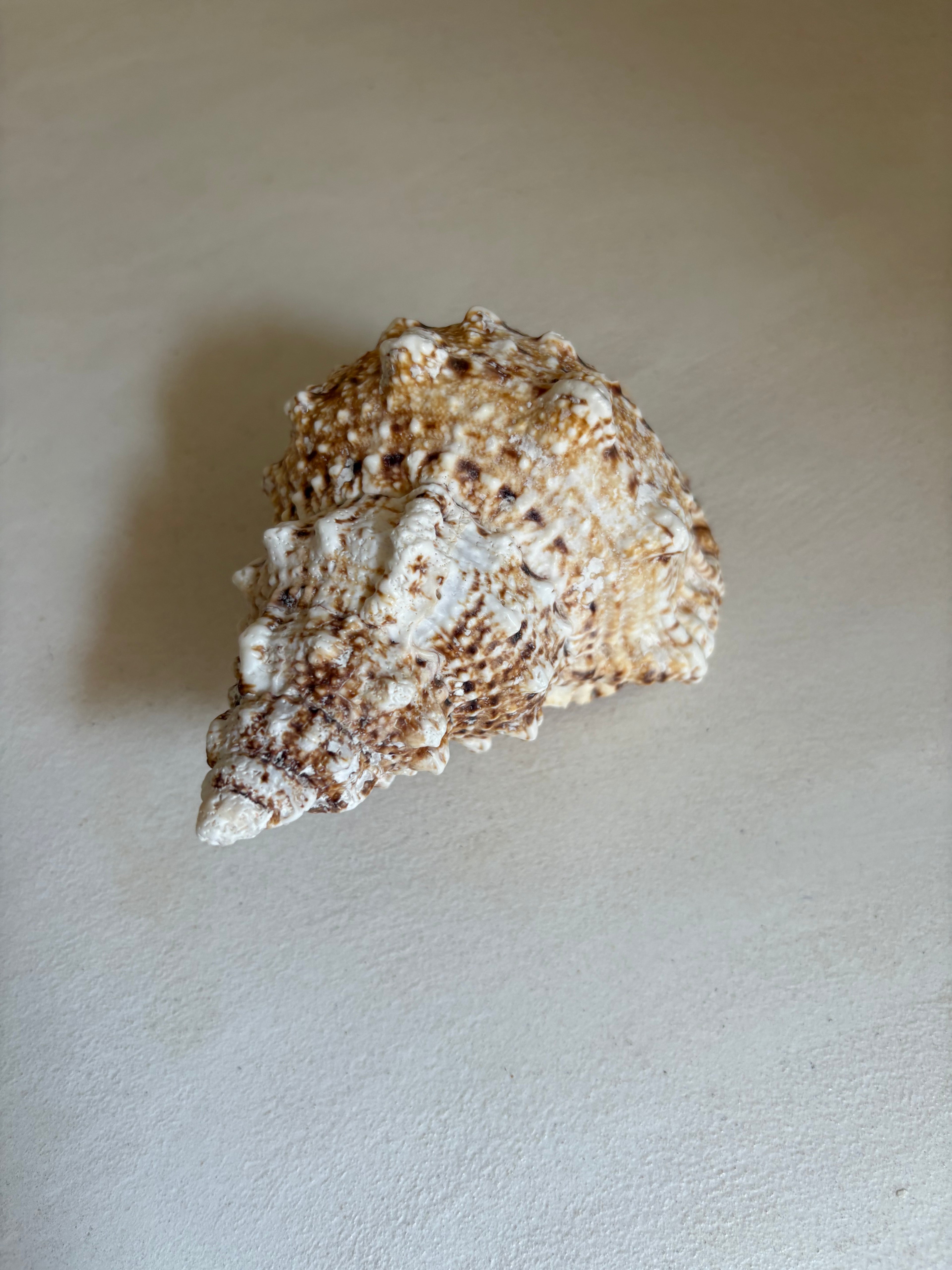 Cassis (Cassis cornuta)