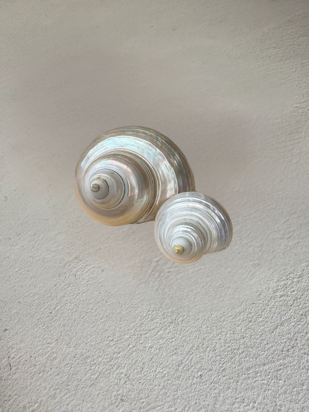 Troque nacré (beige clair) S ou M