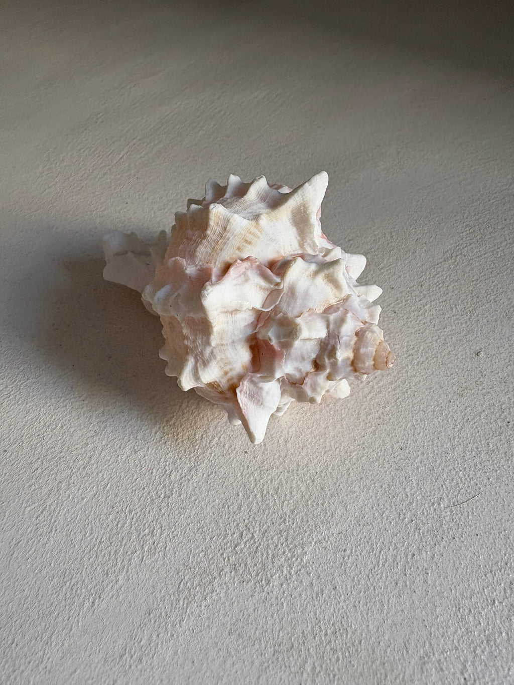 Petite Conque rose (Strombus gigas juvénile)