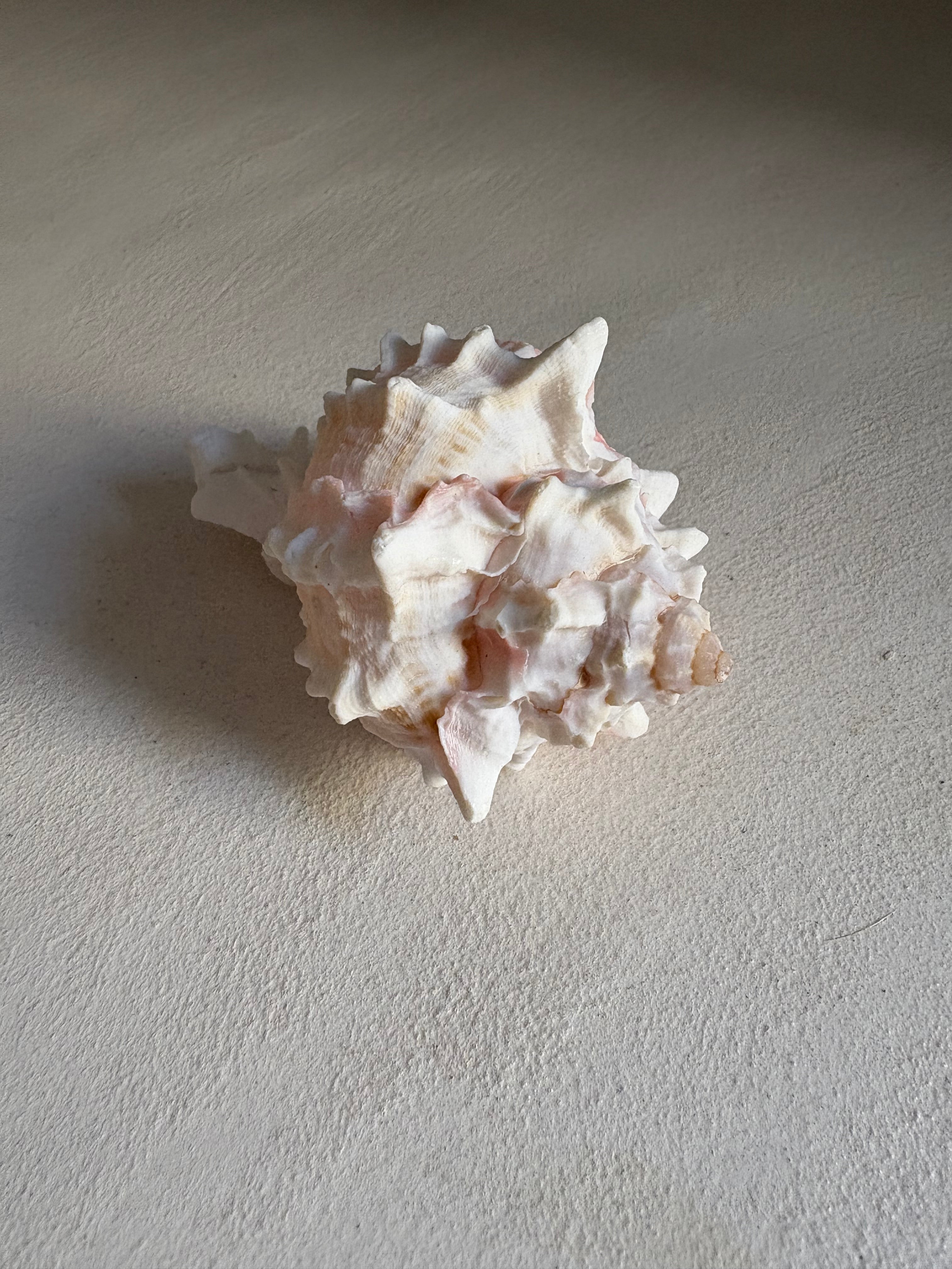 Petite Conque rose (Strombus gigas juvénile)