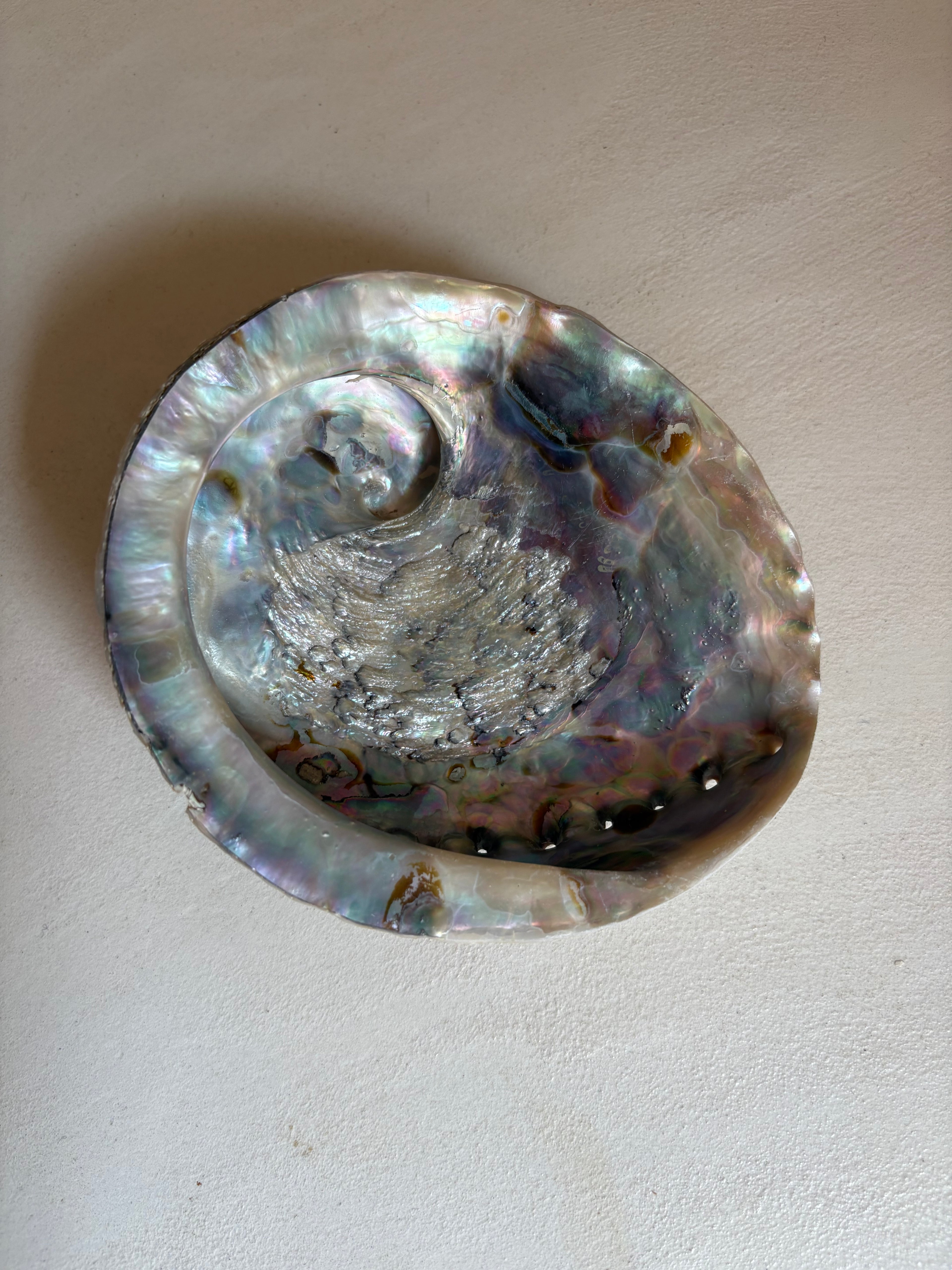 Coquille d’Ormeau Haliotidé