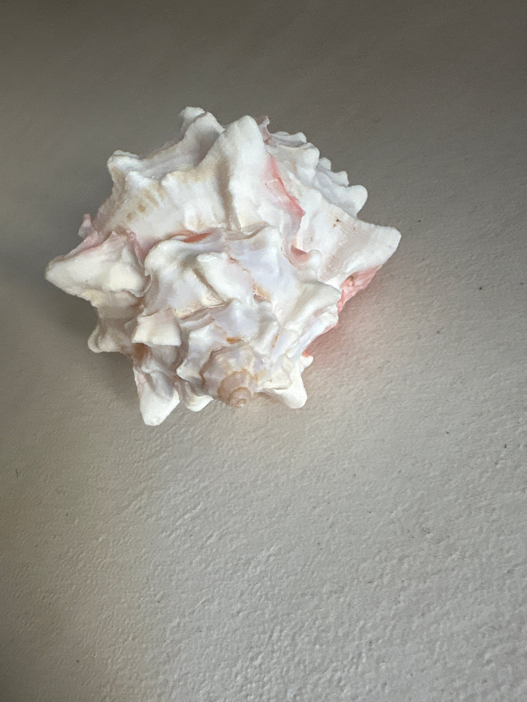 Petite Conque rose (Strombus gigas juvénile)