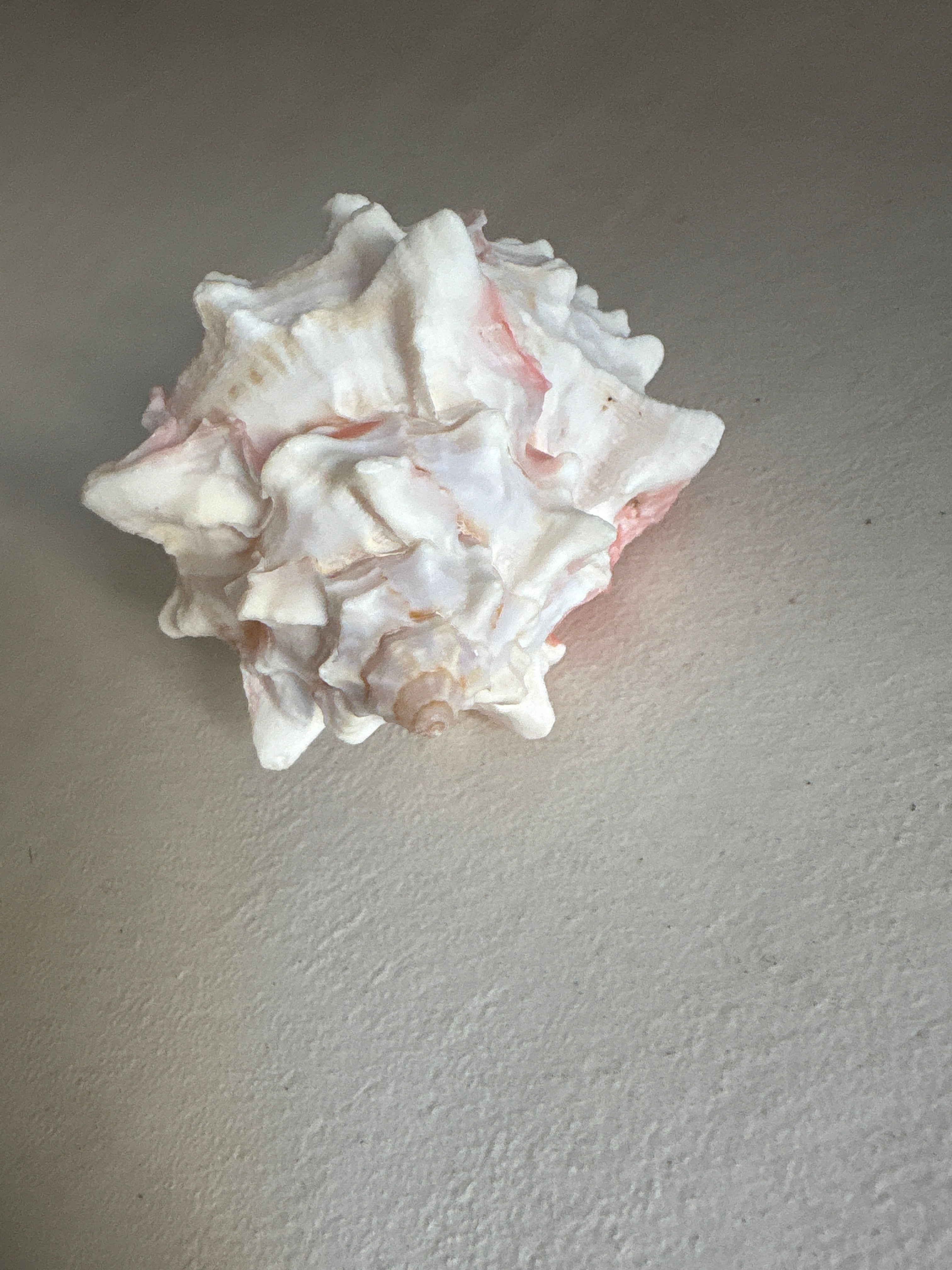 Petite Conque rose (Strombus gigas juvénile)