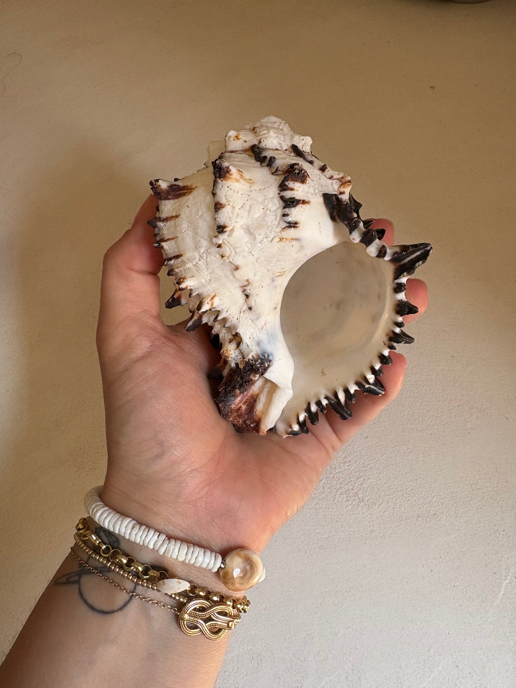 Chicoreus brunneus - Murex à pointes noires ou Murex noir & blanc