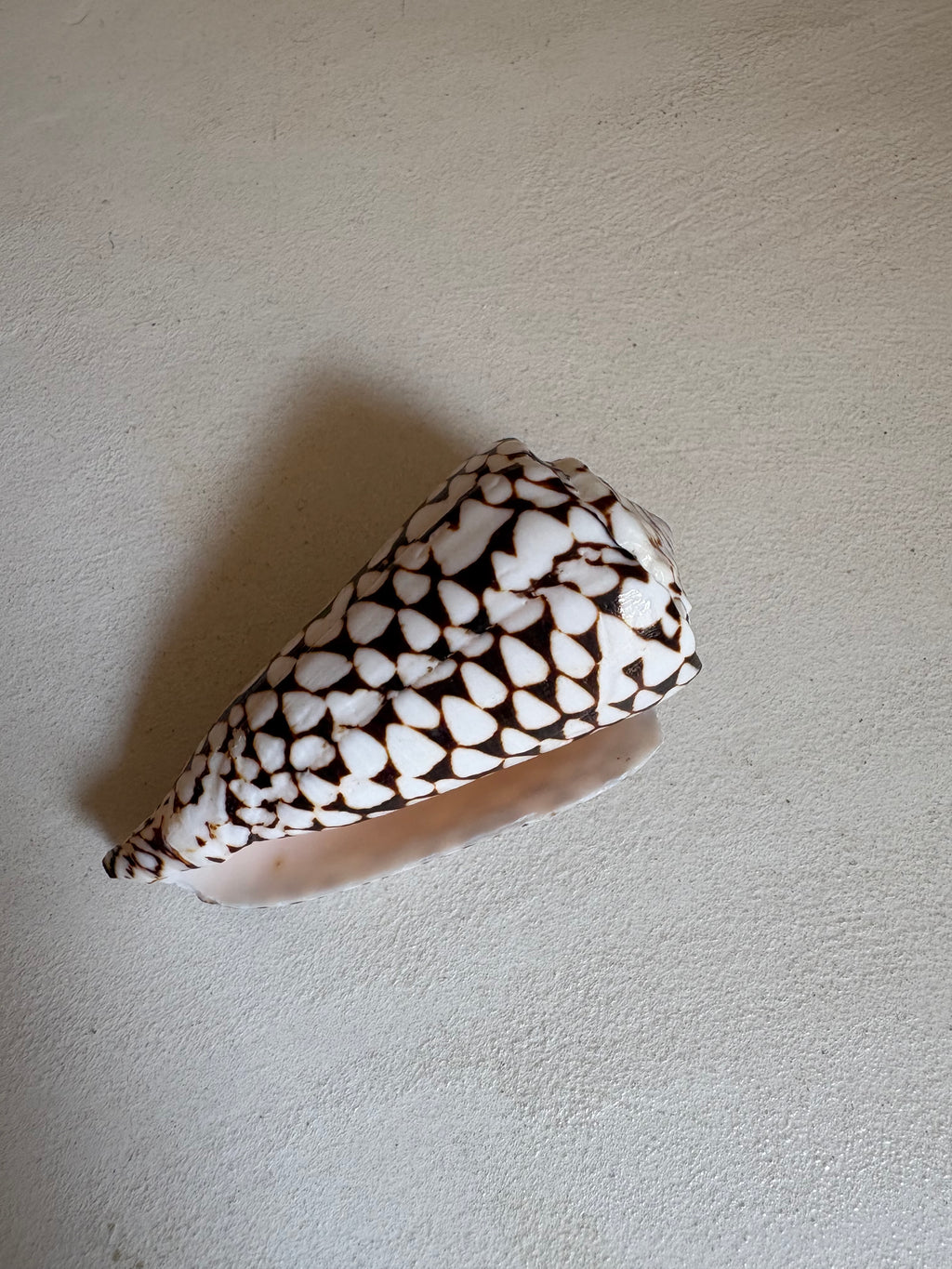 Conus - Cône léopard