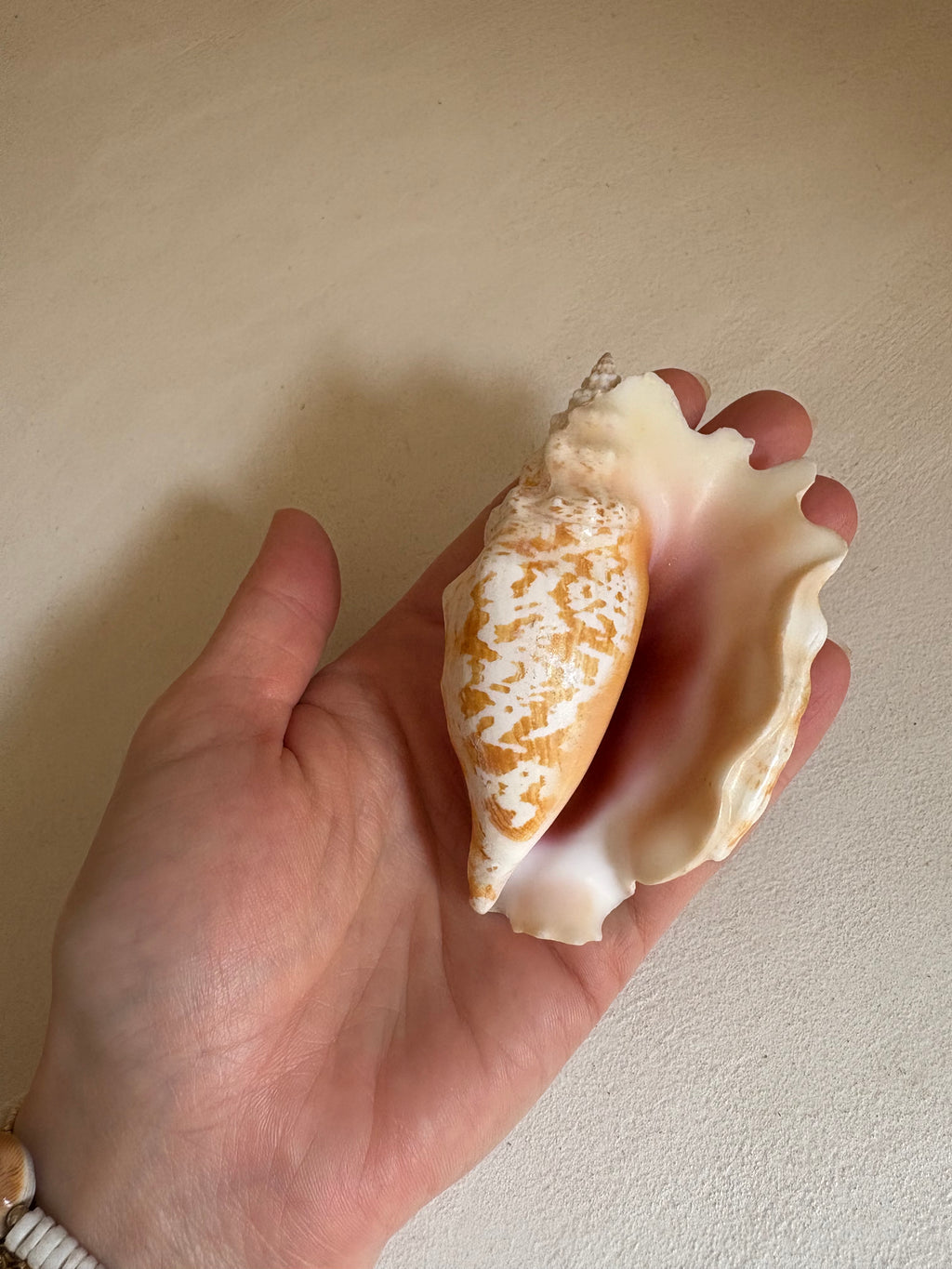 Chicoreus palmarosae (Petit Murex)