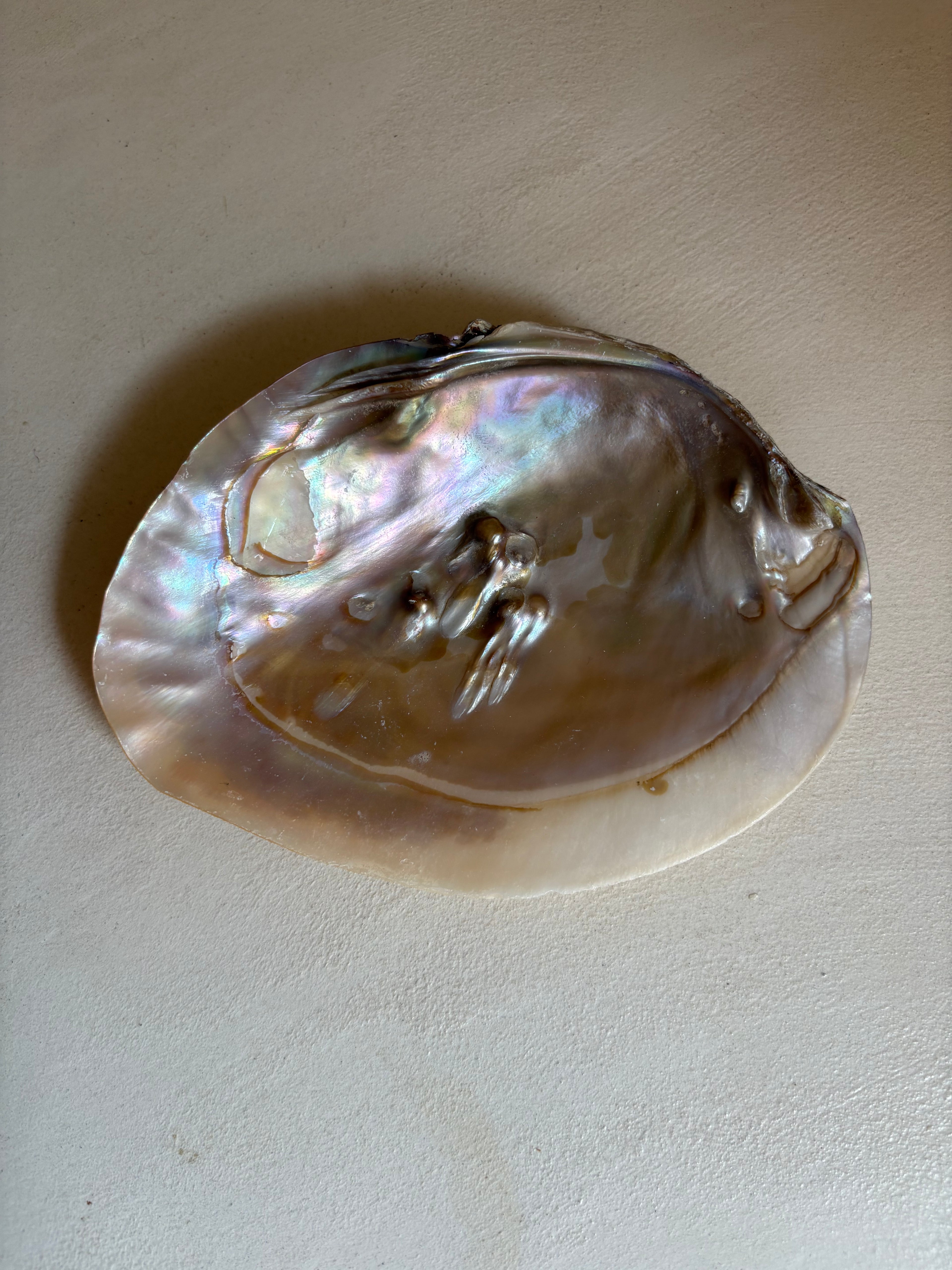 Coquille d’Ormeau Abalone