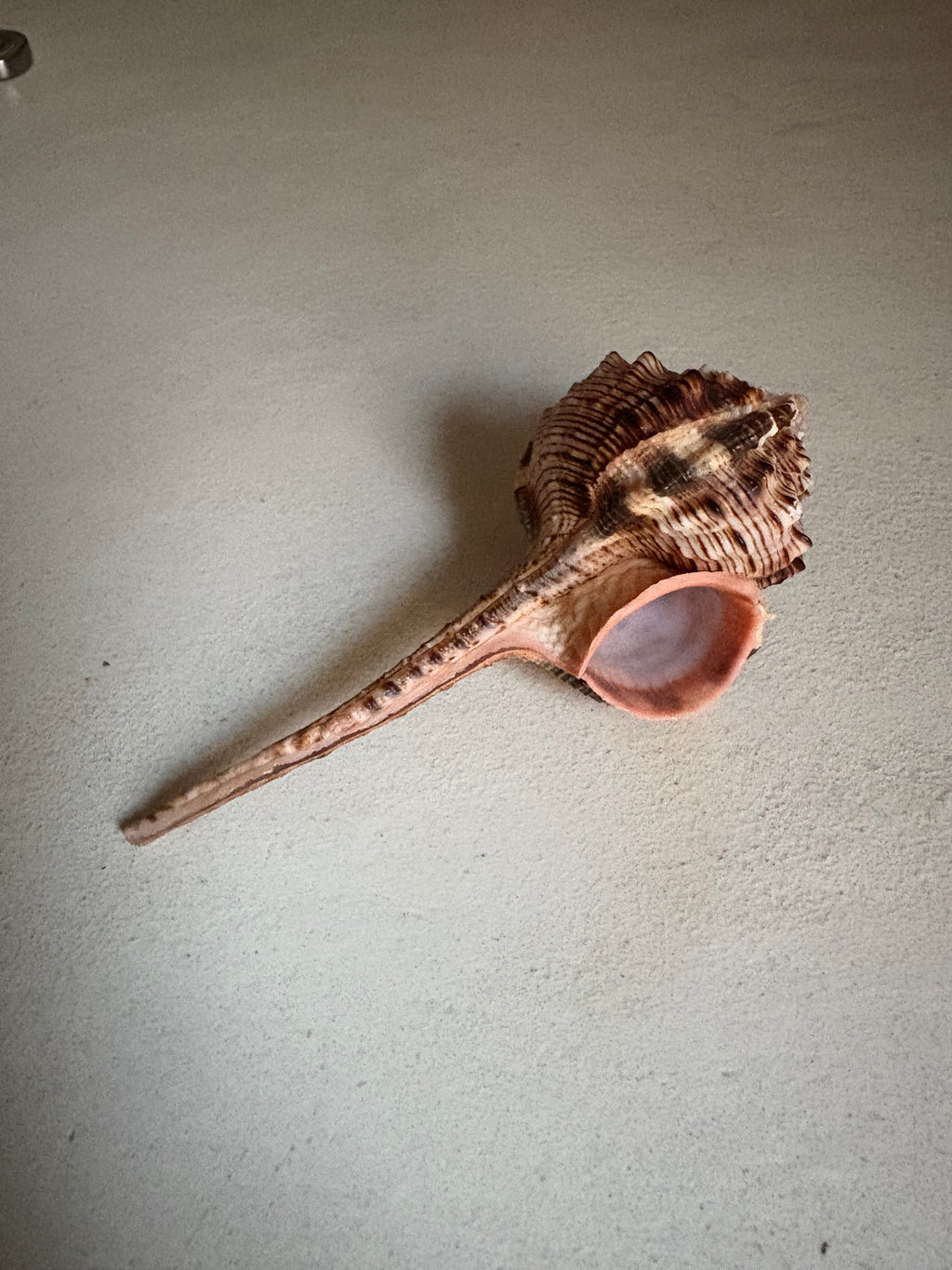 🐚 Murex Épineux – Coquillage naturel d’exception