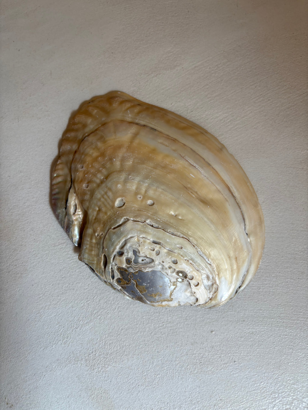 Coquille d’Ormeau Abalone