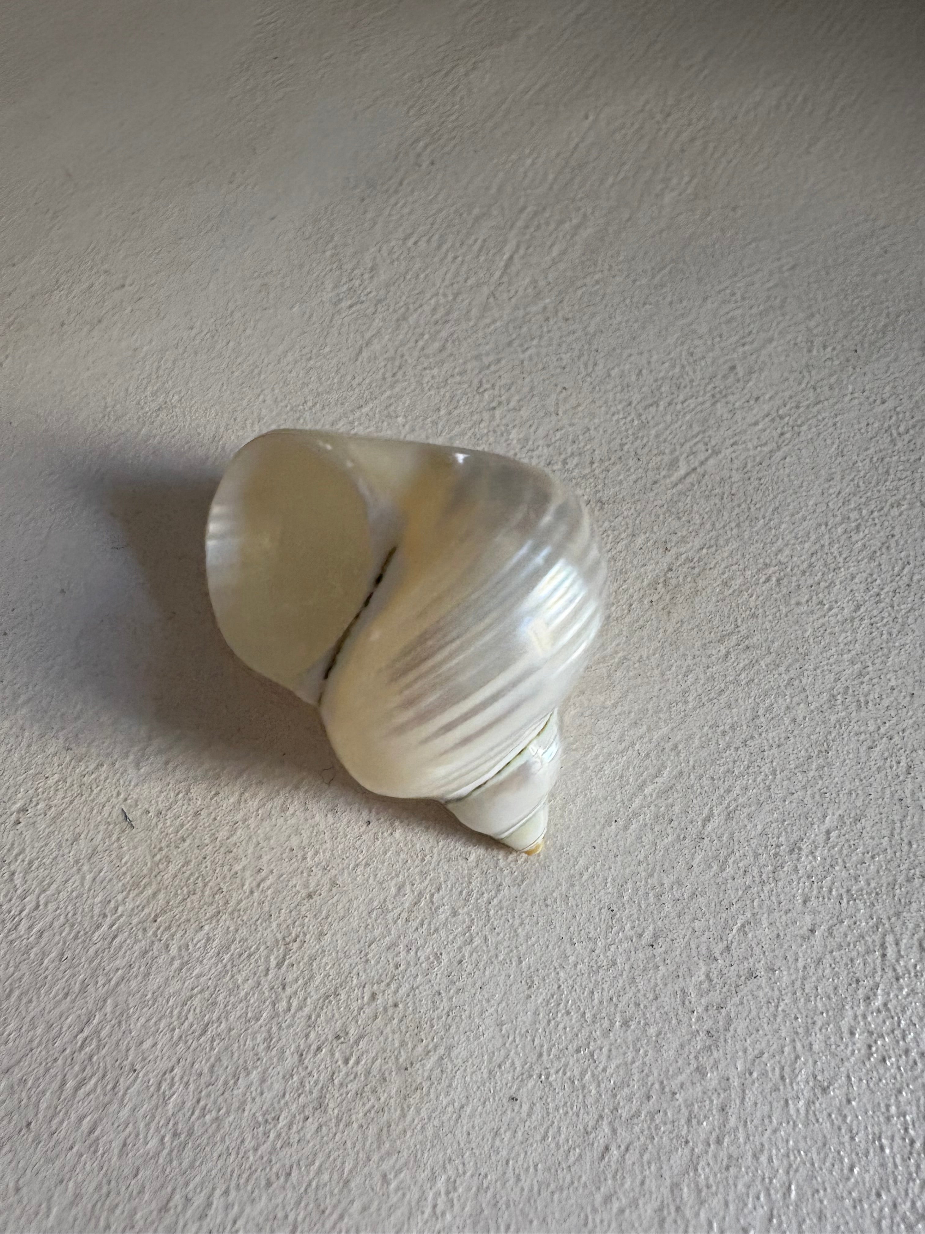 Troque nacré (beige clair) S ou M