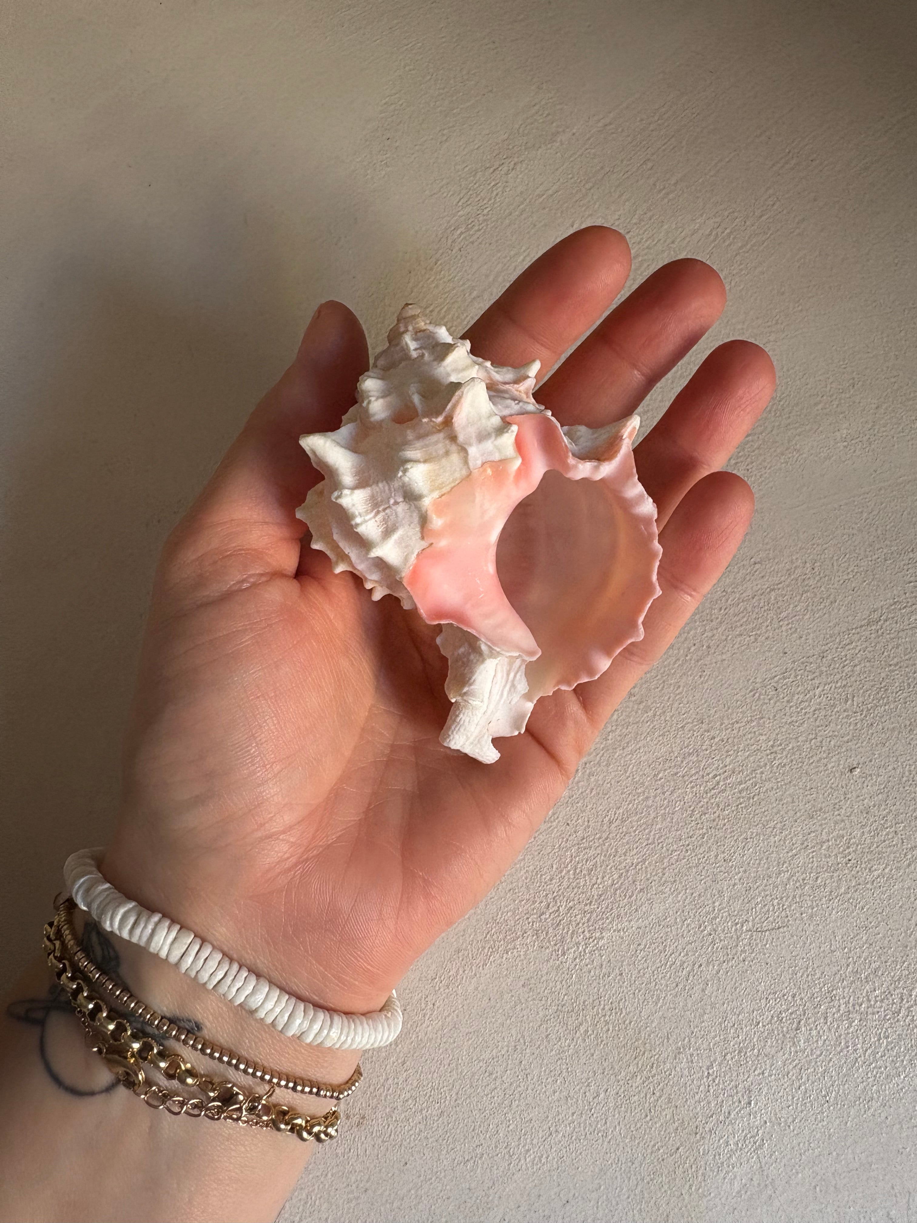 Petite Conque rose (Strombus gigas juvénile)