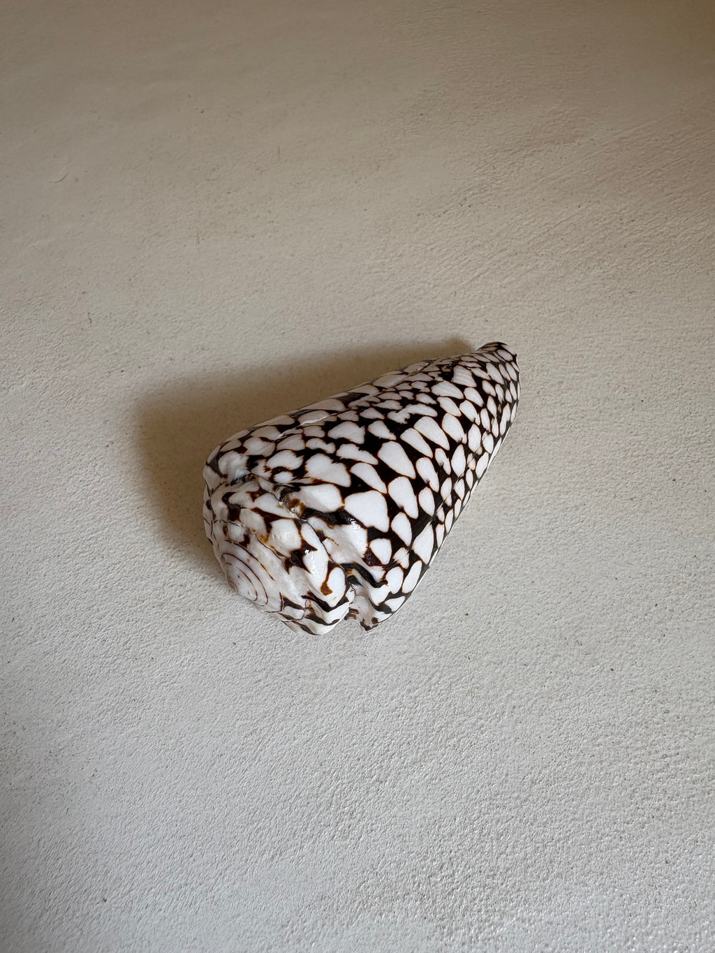 Conus - Cône léopard