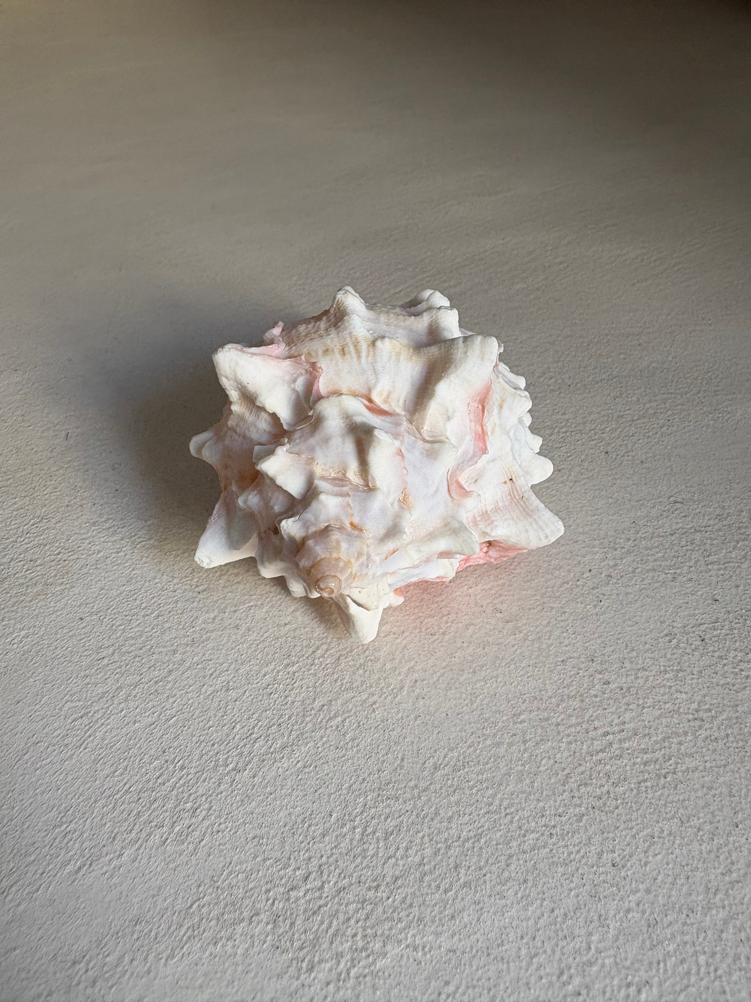 Petite Conque rose (Strombus gigas juvénile)