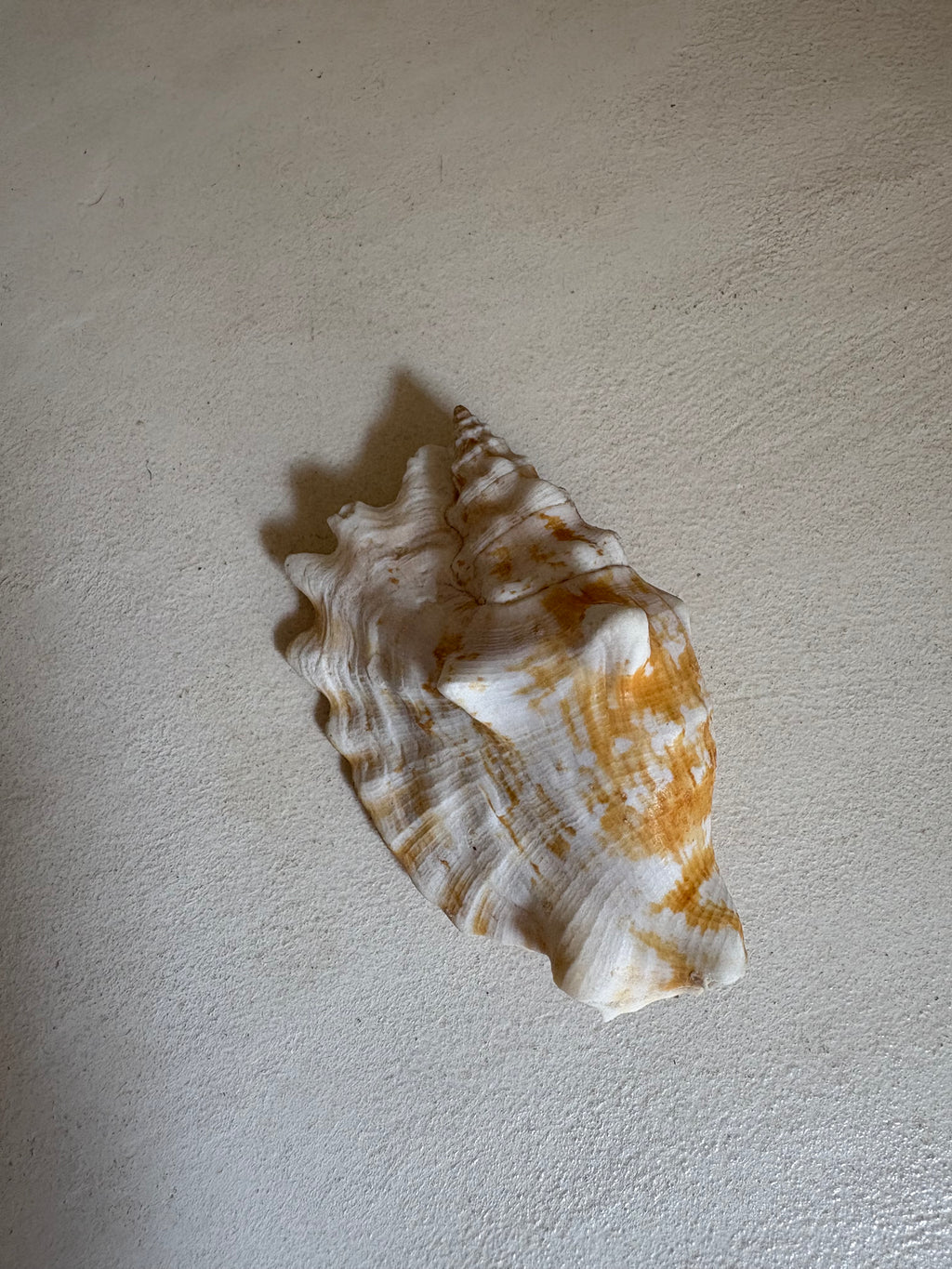 Chicoreus palmarosae (Petit Murex)