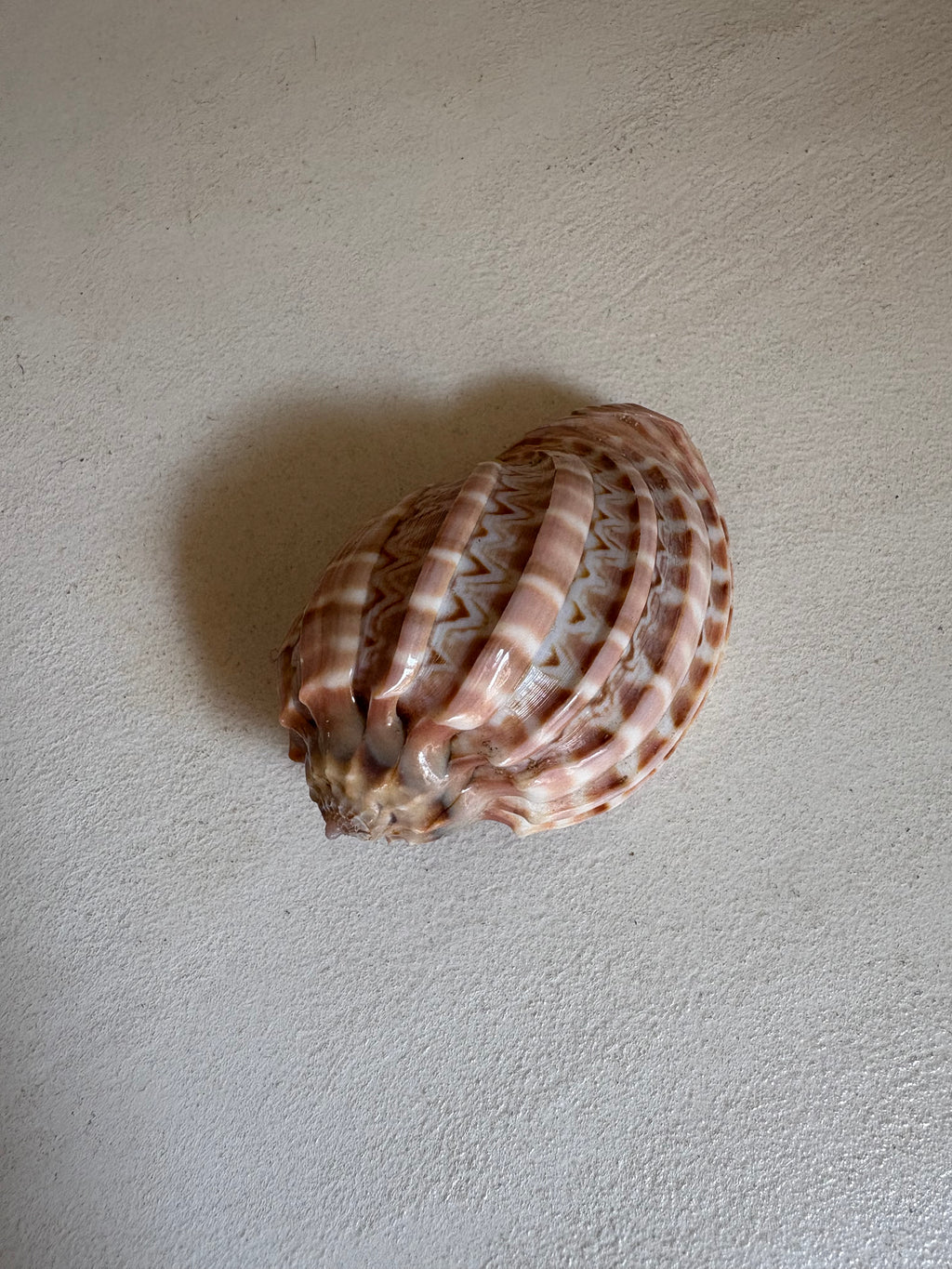 Cymbiola Nobilis ou Voluta Noble.