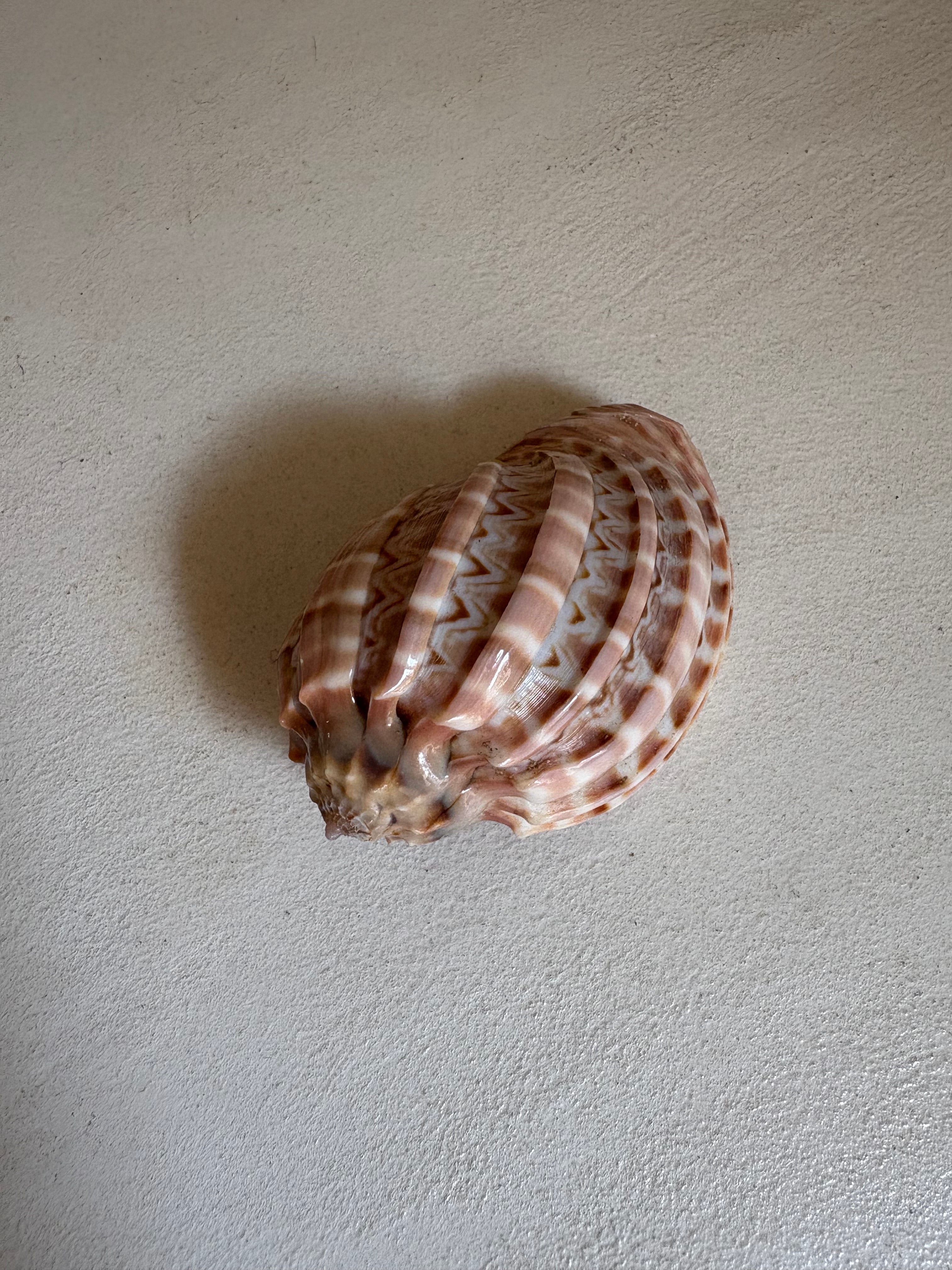 Cymbiola Nobilis ou Voluta Noble.