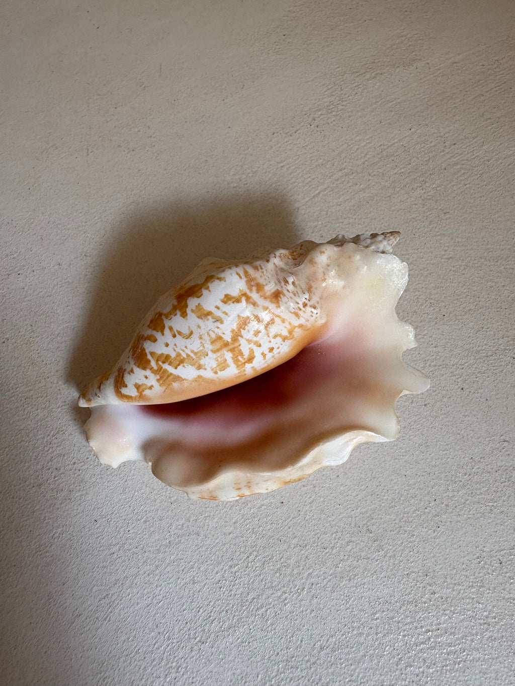 Chicoreus palmarosae (Petit Murex)