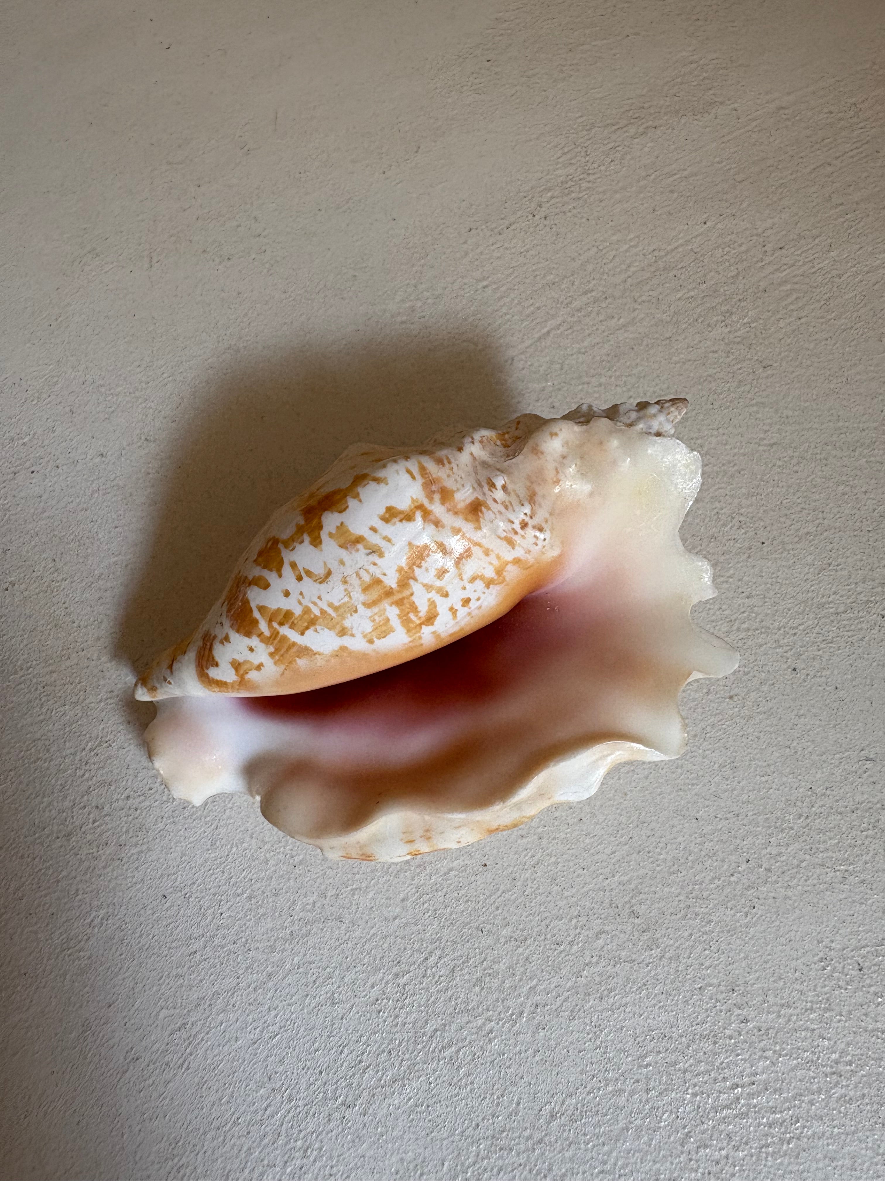 Chicoreus palmarosae (Petit Murex)